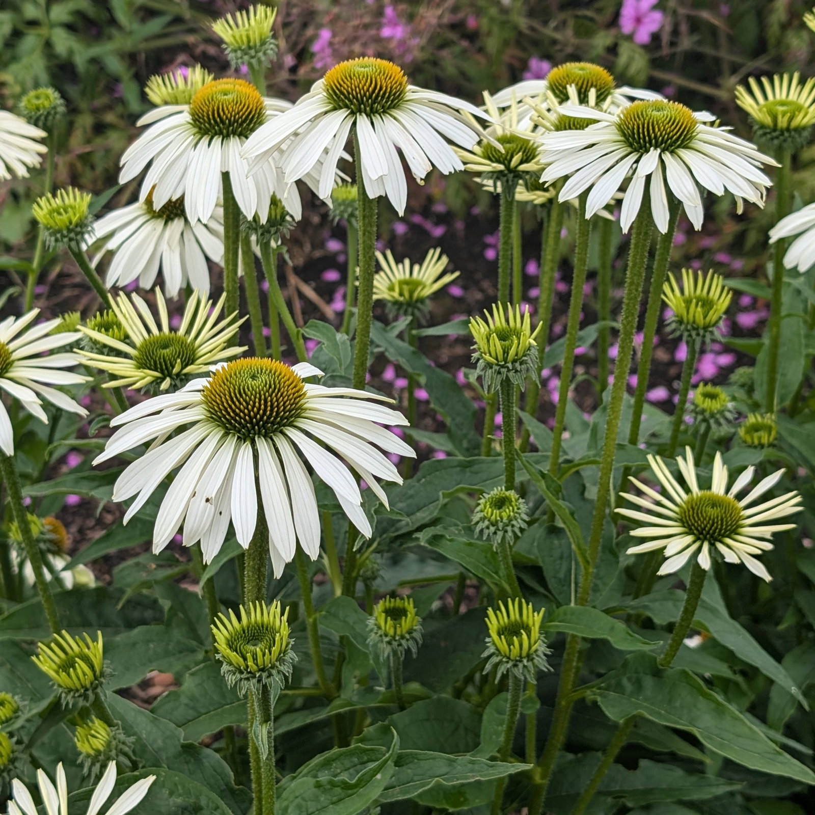 Echinacea White Swan 21 Scaled