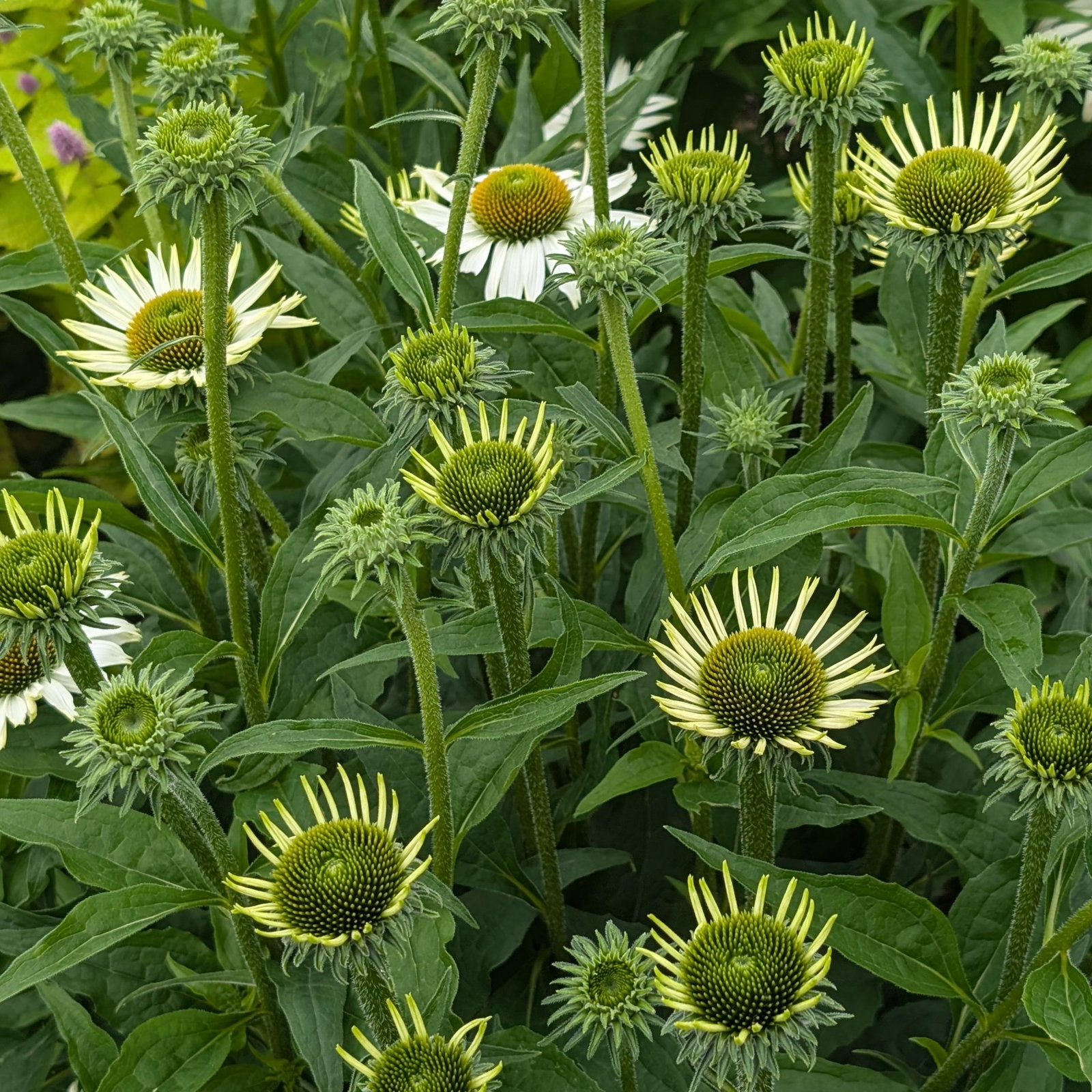 Echinacea White Swan 11 Scaled