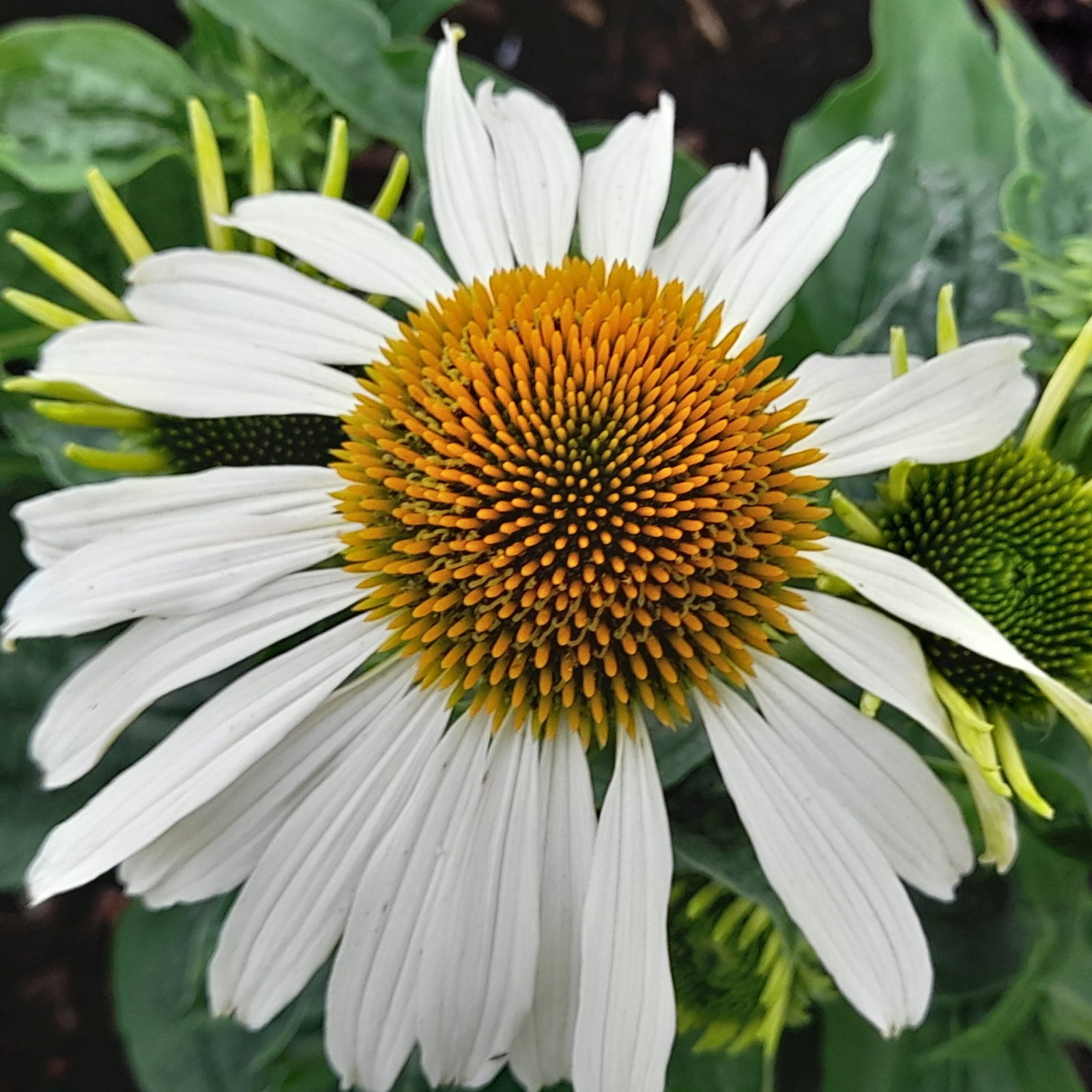 Echinacea White Swan 8 Scaled