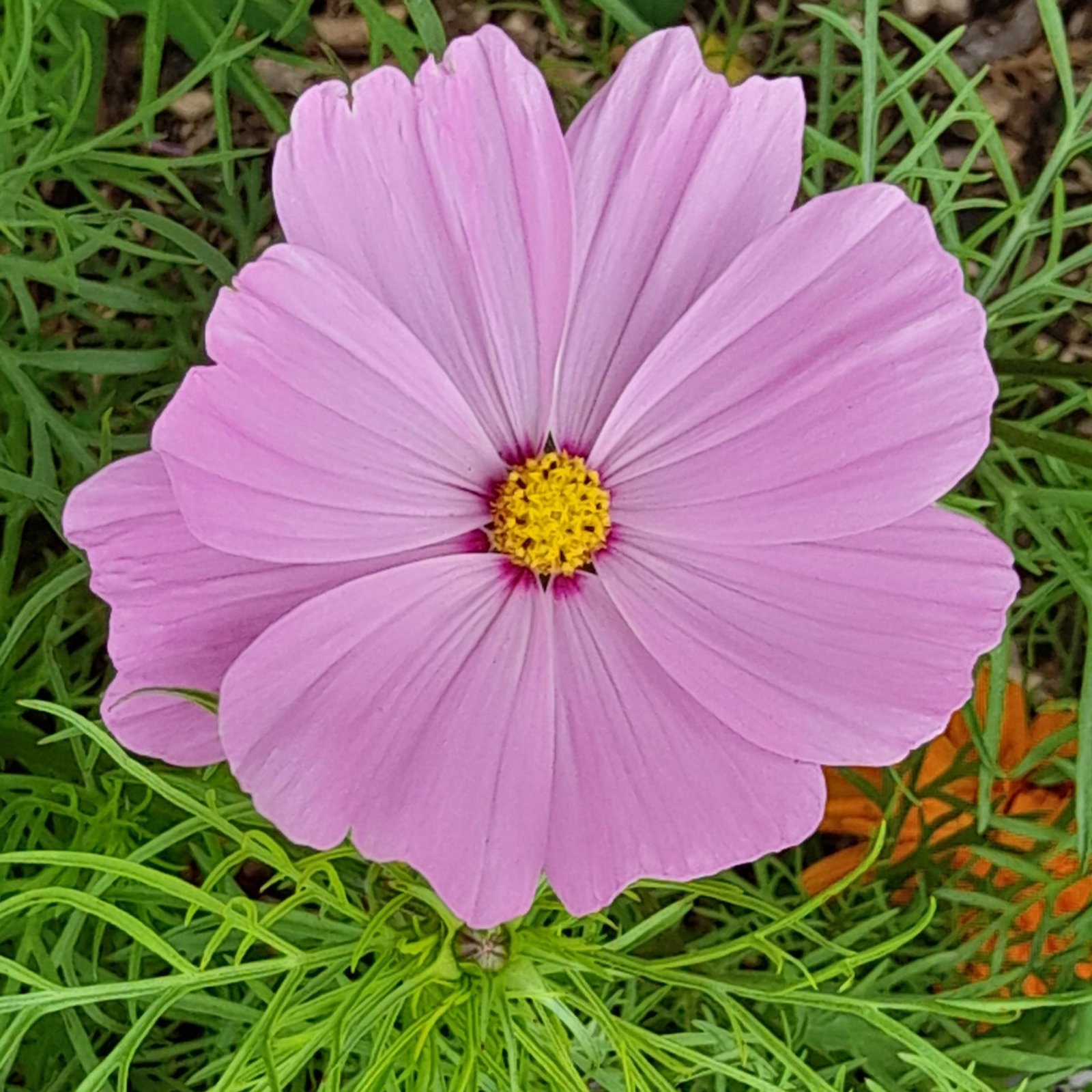 Cosmos Compact Single Pink 1 Scaled