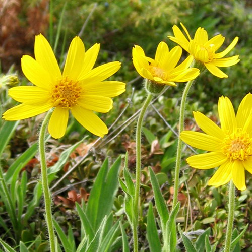 Arnica Alpina