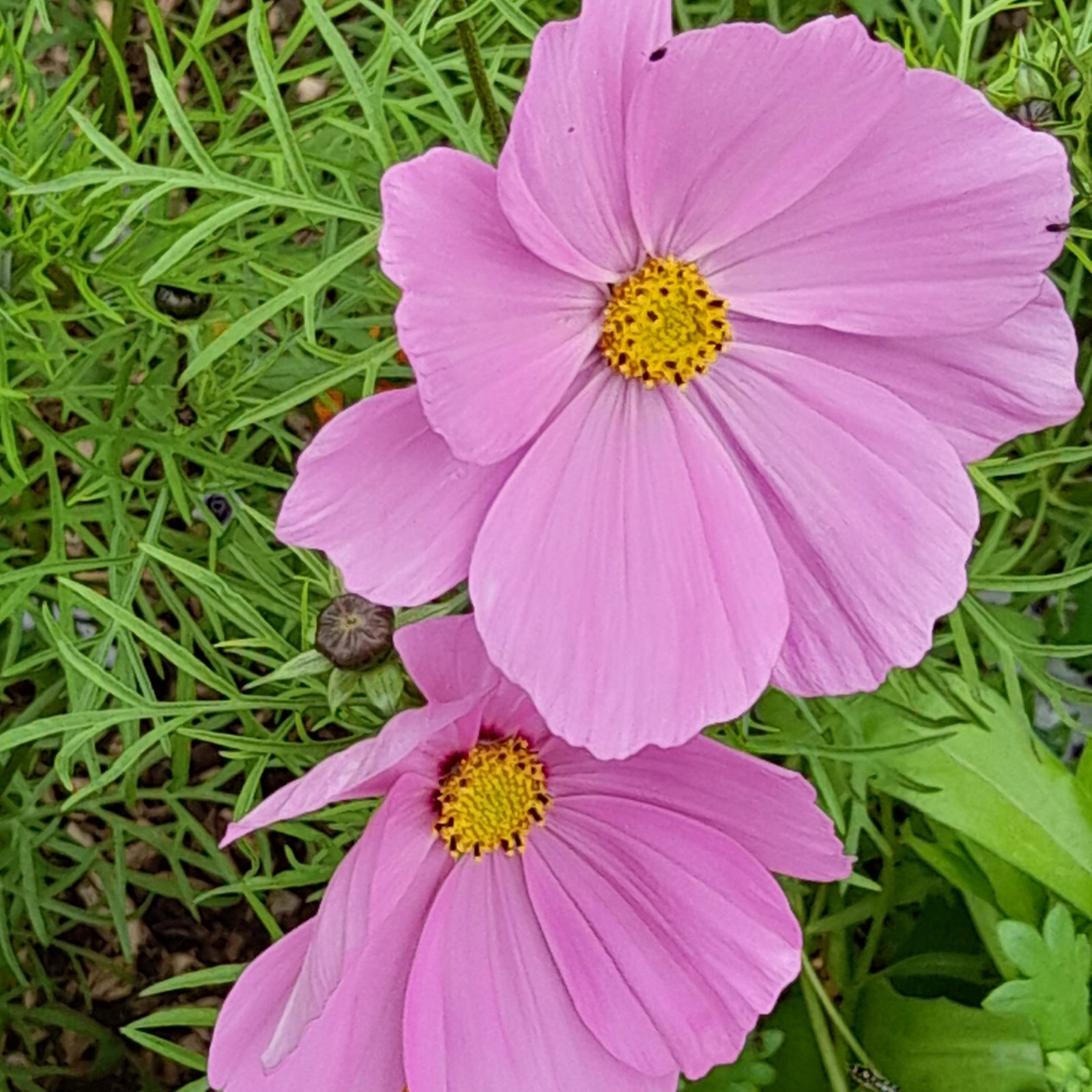 Cosmos Compact Single Pink 2 Scaled