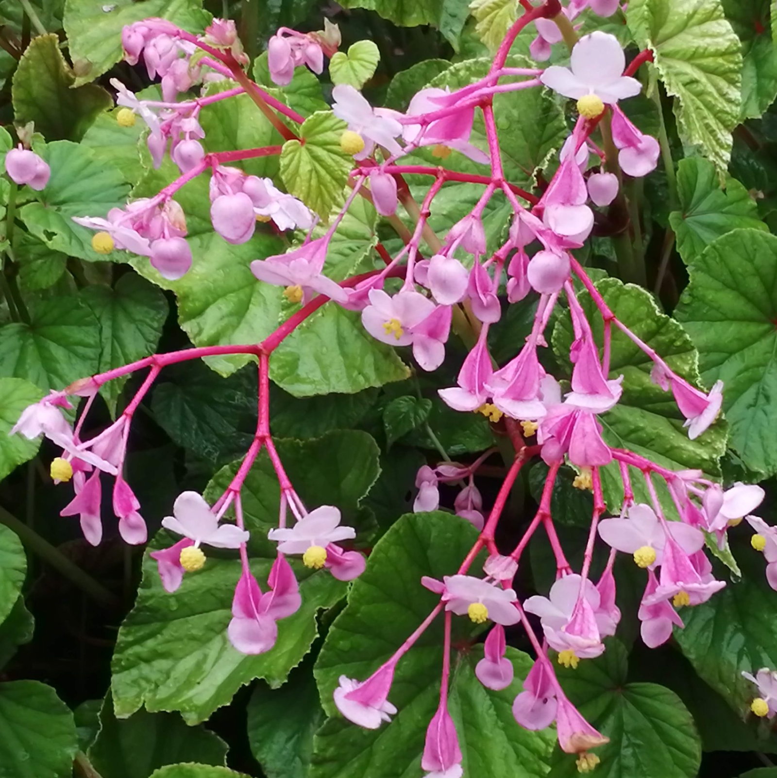 Begonia Evansiana Pink 7 Scaled