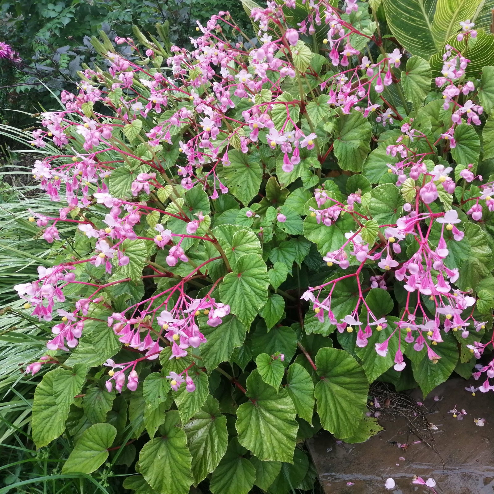 Begonia Evansiana Pink 5 Scaled
