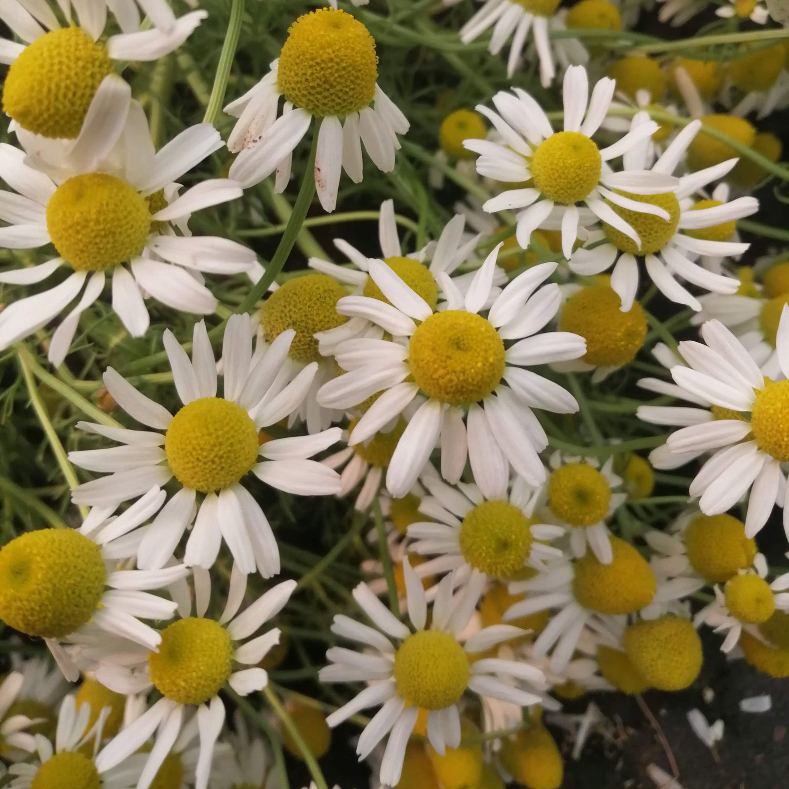 Tanacetum 1 Scaled