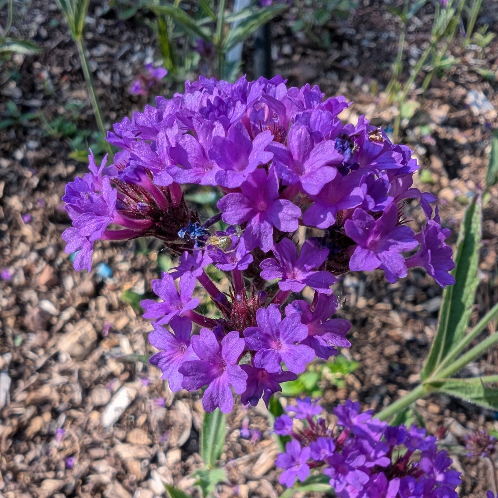 Verbena Rigida 5 Scaled