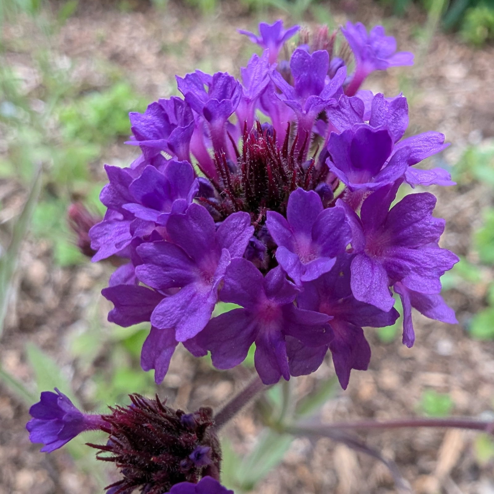 Verbena Rigida 3 Scaled