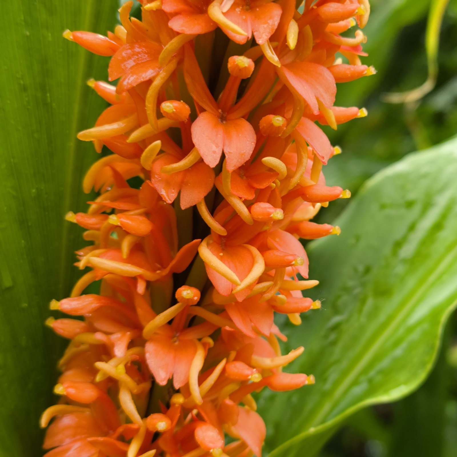 Hedychium Assam Orange 5 Scaled