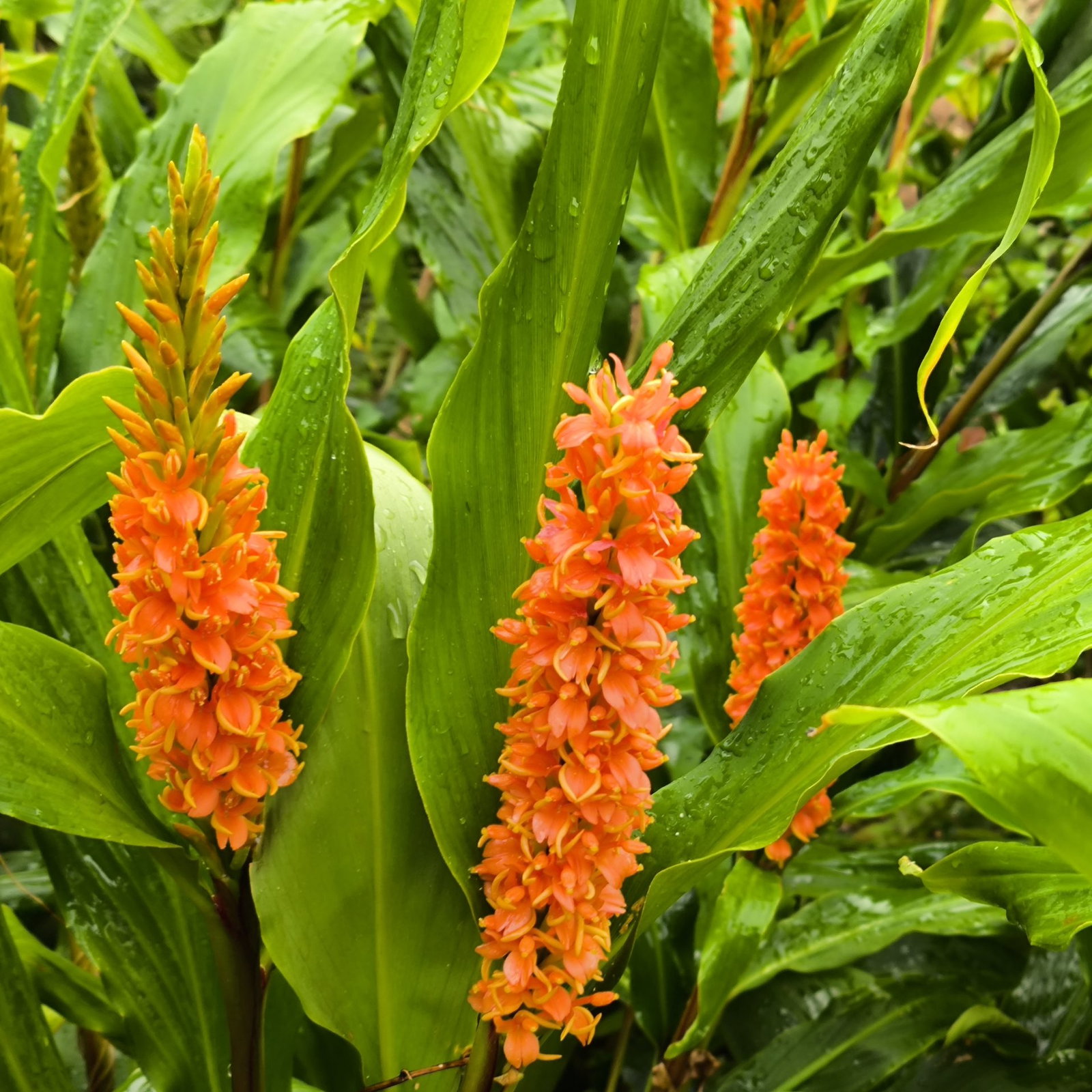 Hedychium Assam Orange 3 Scaled