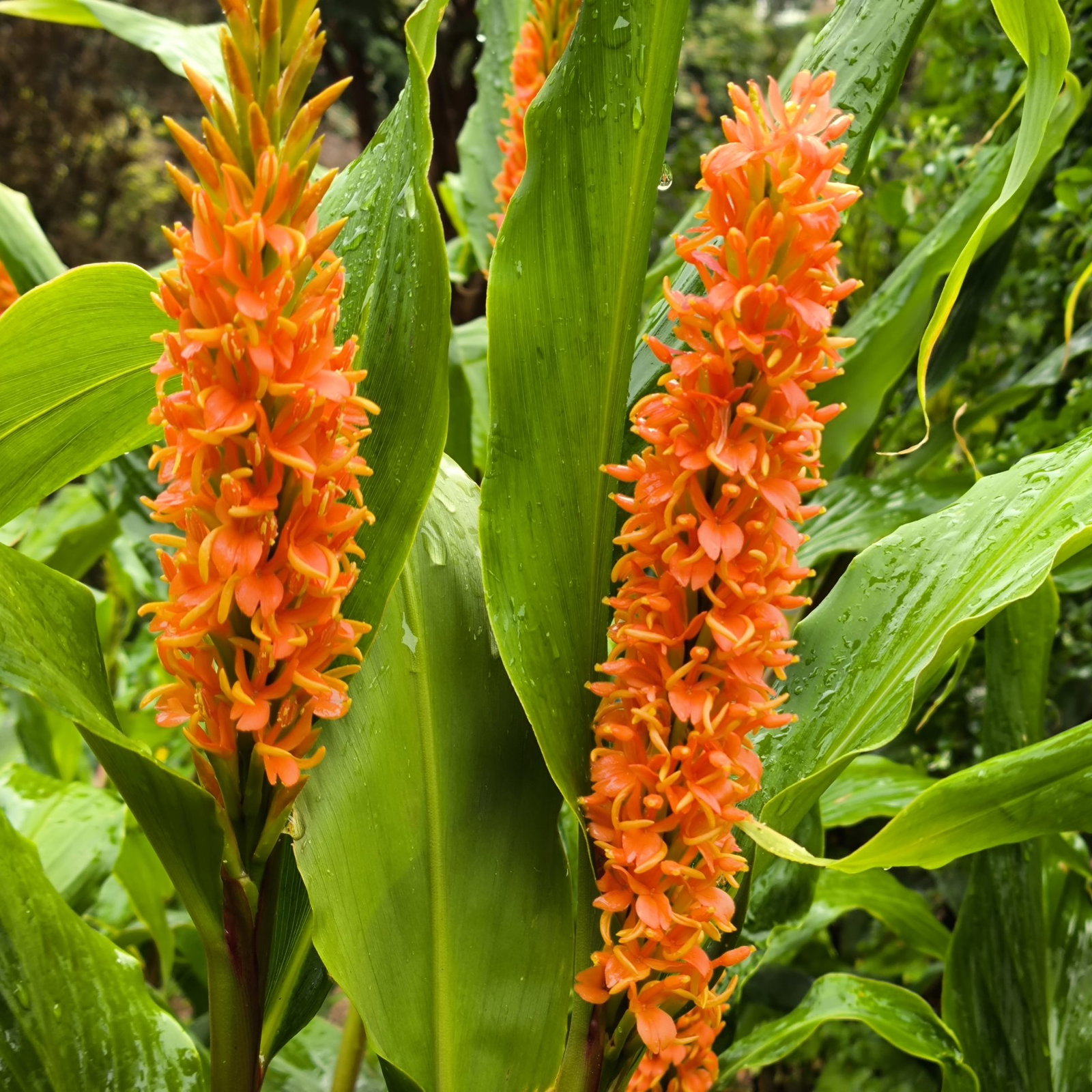 Hedychium Assam Orange 4 Scaled