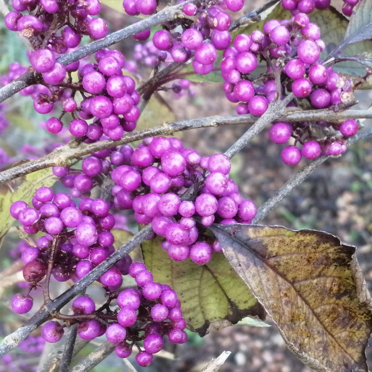 Callicarpa Bodininii 4 Scaled