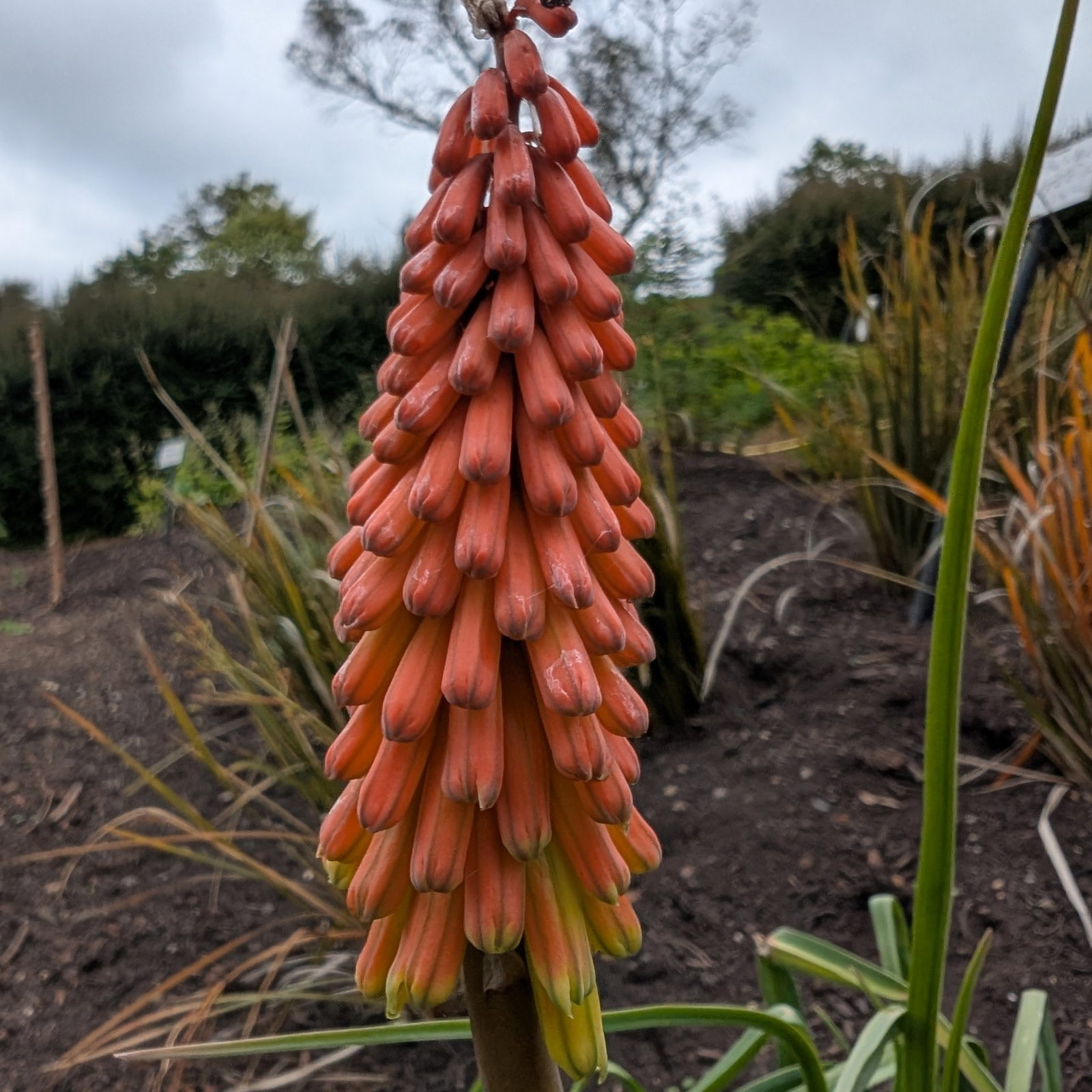 Kniphofia Maxowanii 2 Scaled