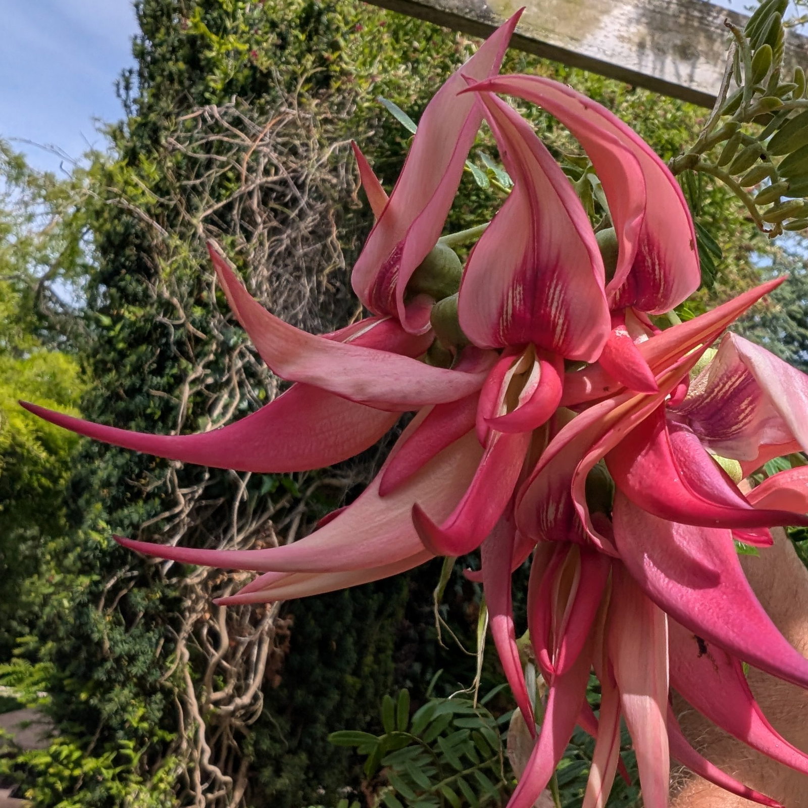 Clianthus Puniceus Pink Flamingo 2 Scaled