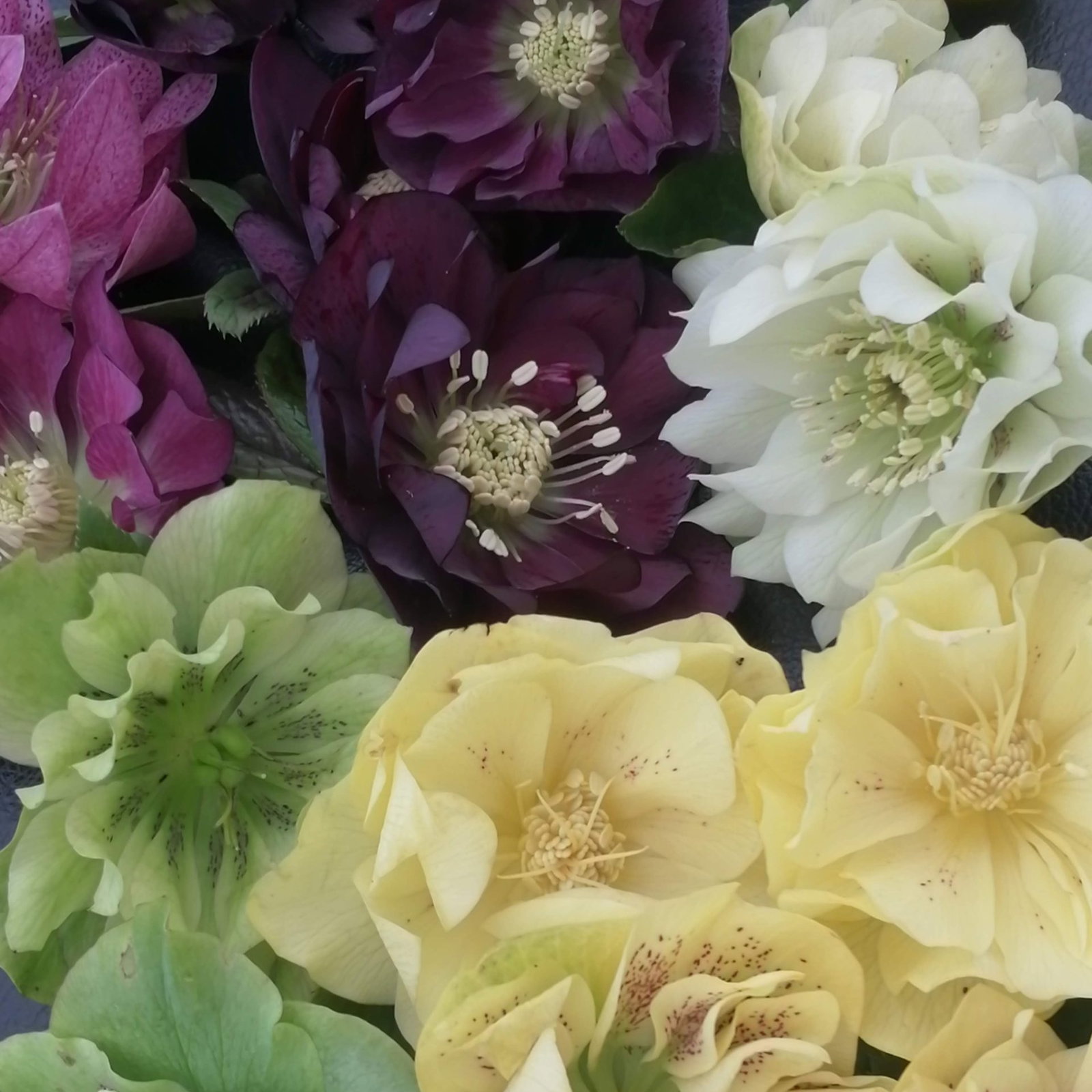 Helleborus Mixed 1 Scaled