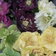 Helleborus Mixed 1 Scaled