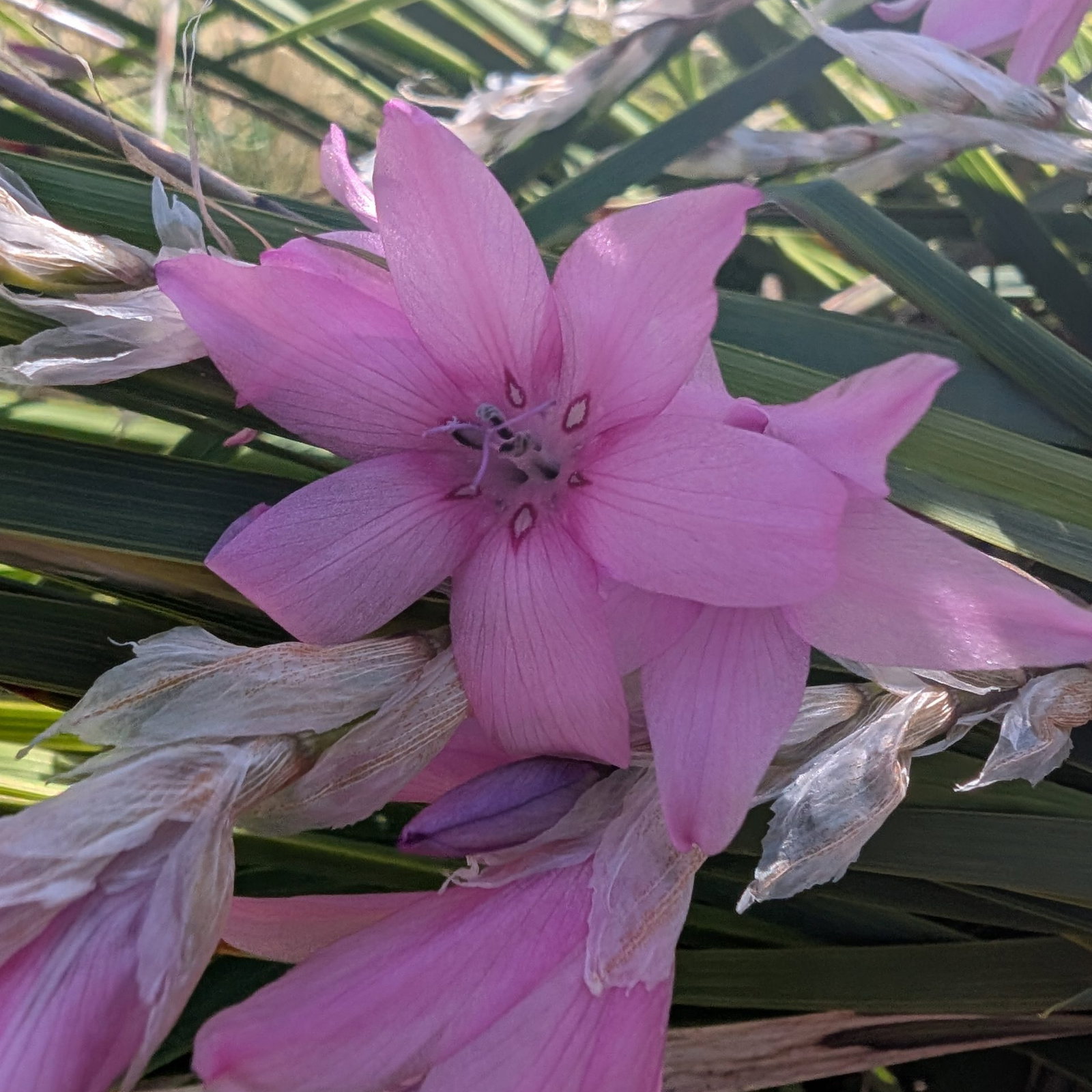 Dierama Pink Rocket 5 Scaled