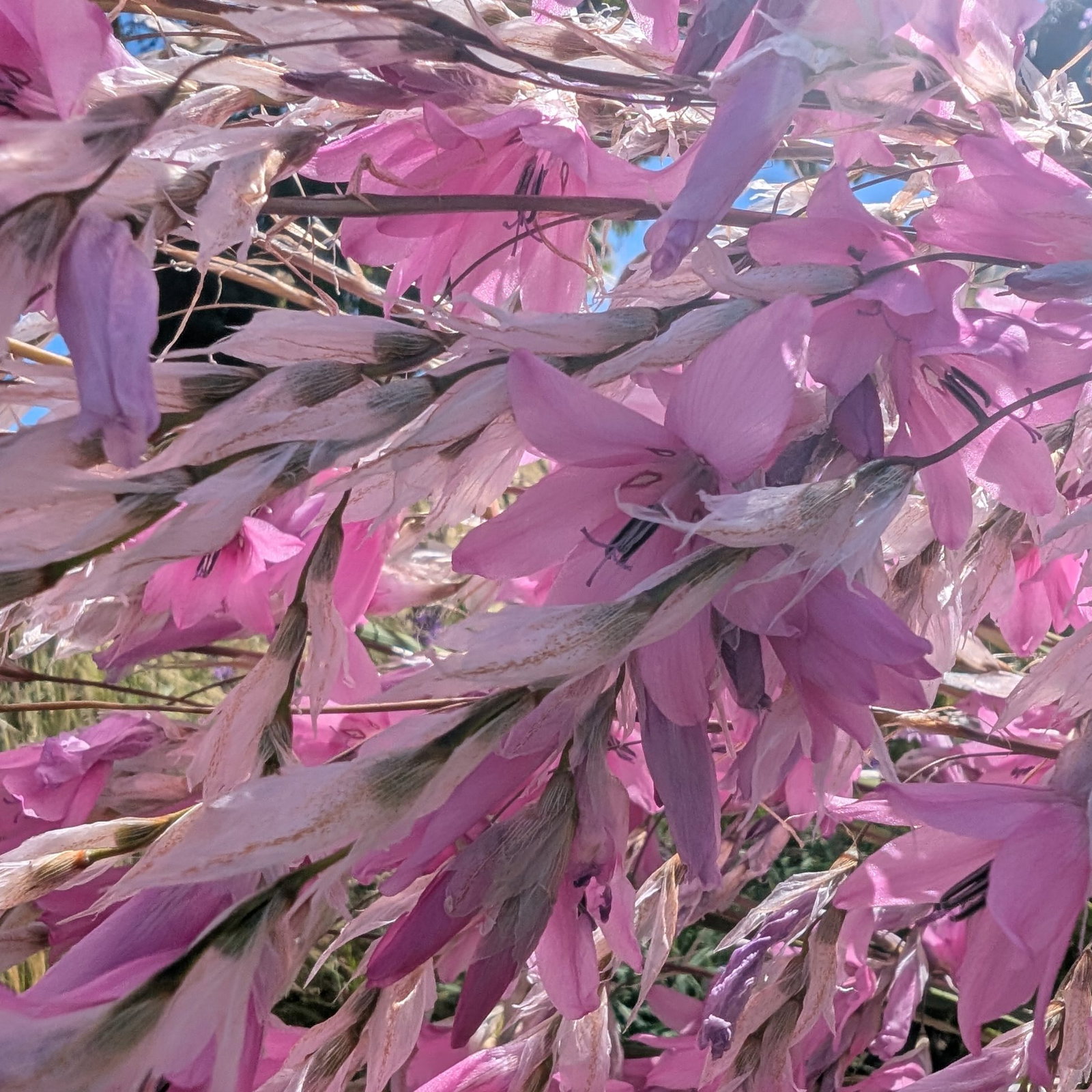 Dierama Pink Rocket 3 Scaled