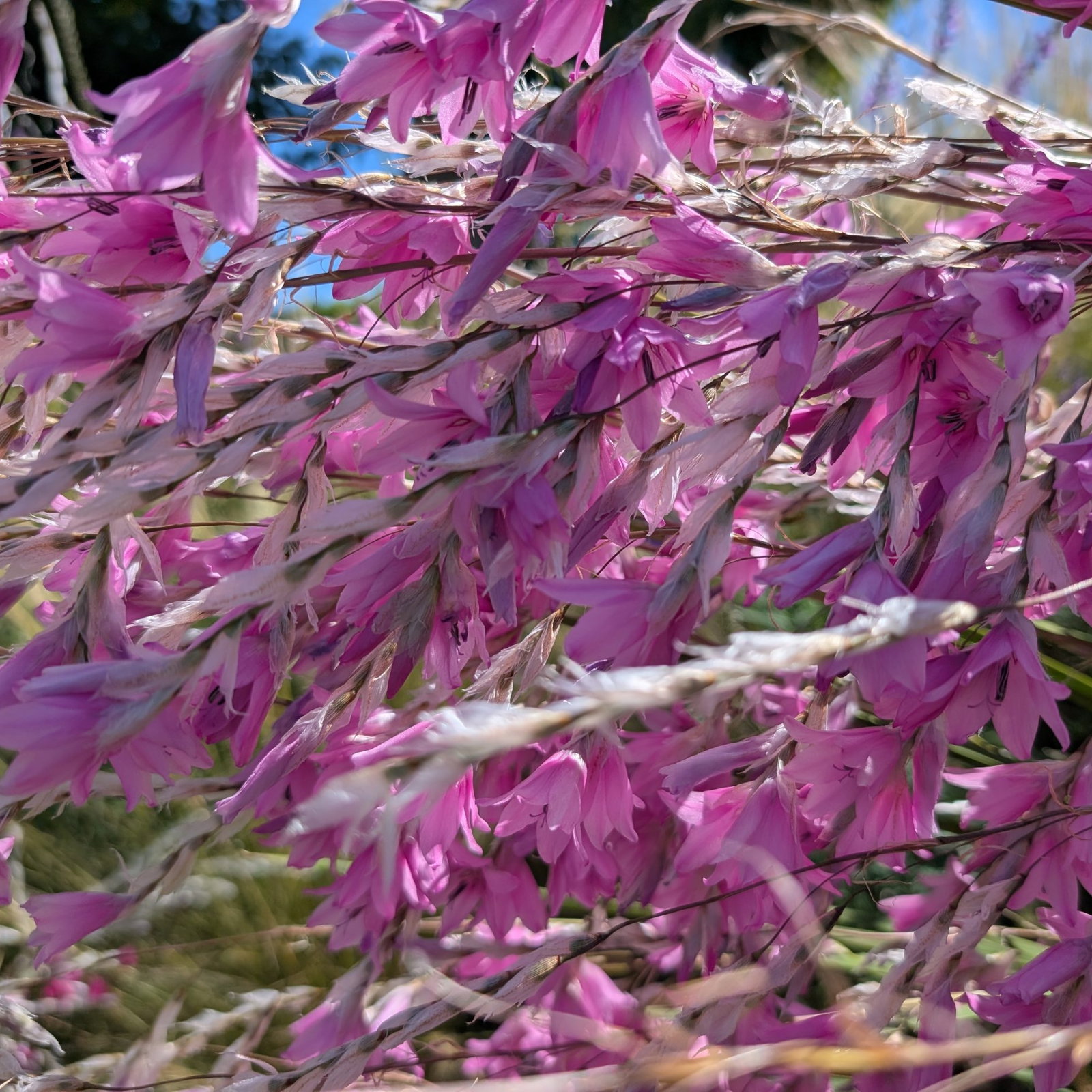 Dierama Pink Rocket 2 Scaled