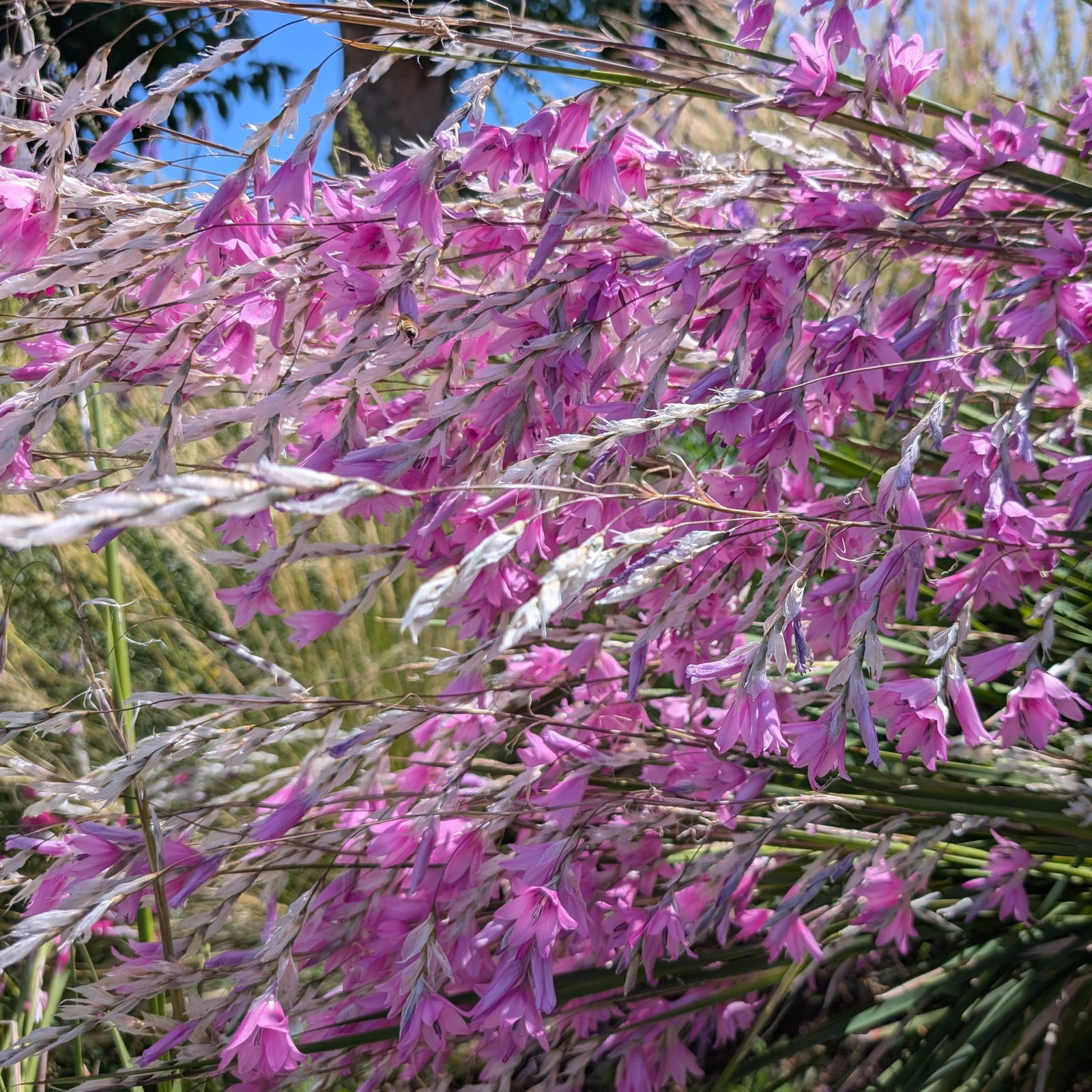 Dierama Pink Rocket 1 Scaled
