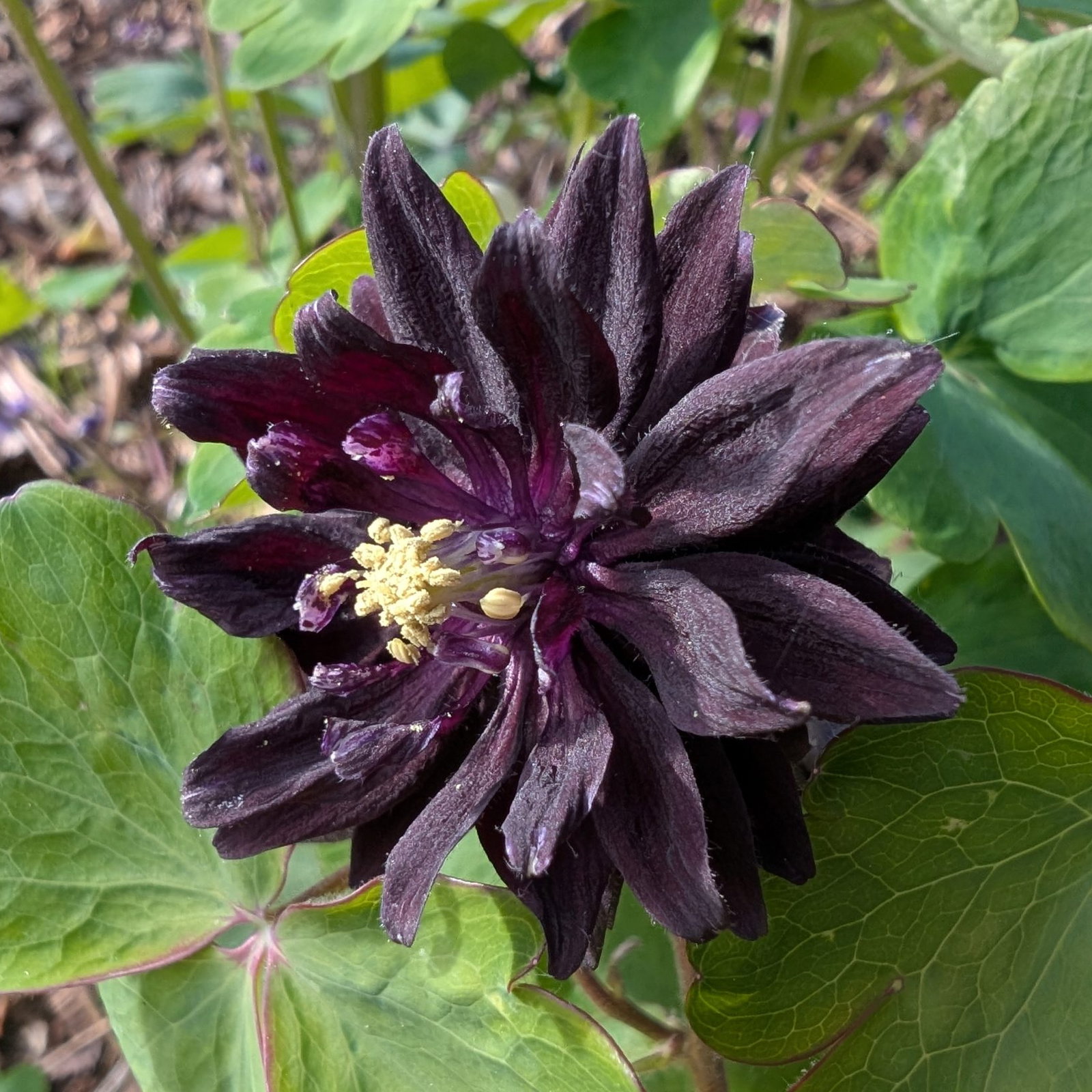 Aquilegia Vulgaris Black Barlow 1 Scaled