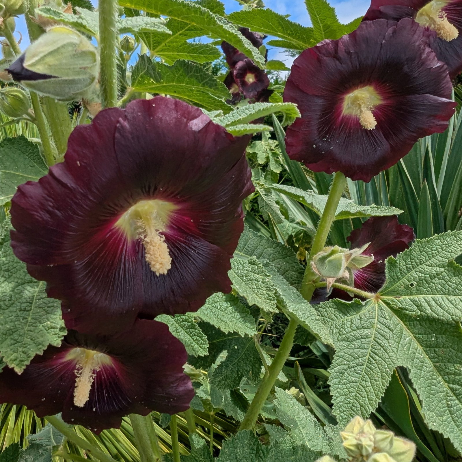 Hollyhock Burgundy 5 Scaled