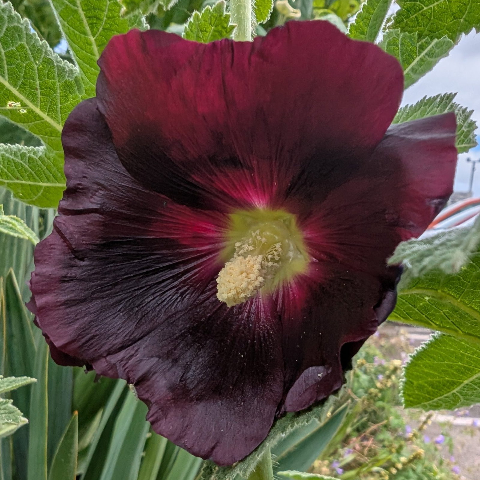 Hollyhock Burgundy 4 Scaled
