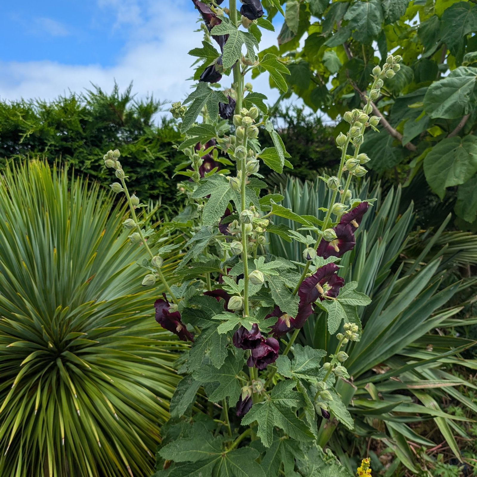 Hollyhock Burgundy 9 Scaled