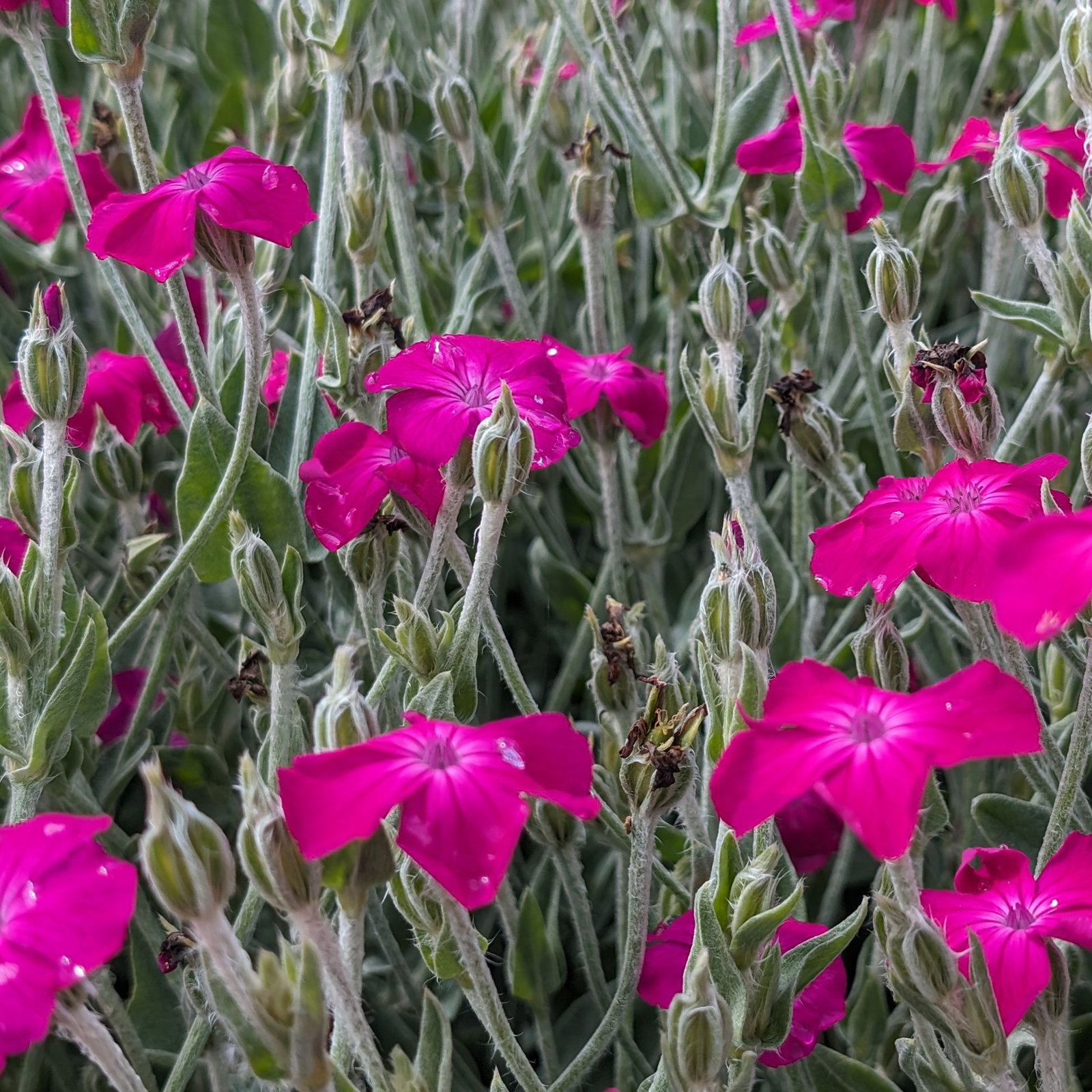 Lychnis Coronaria 4 Scaled