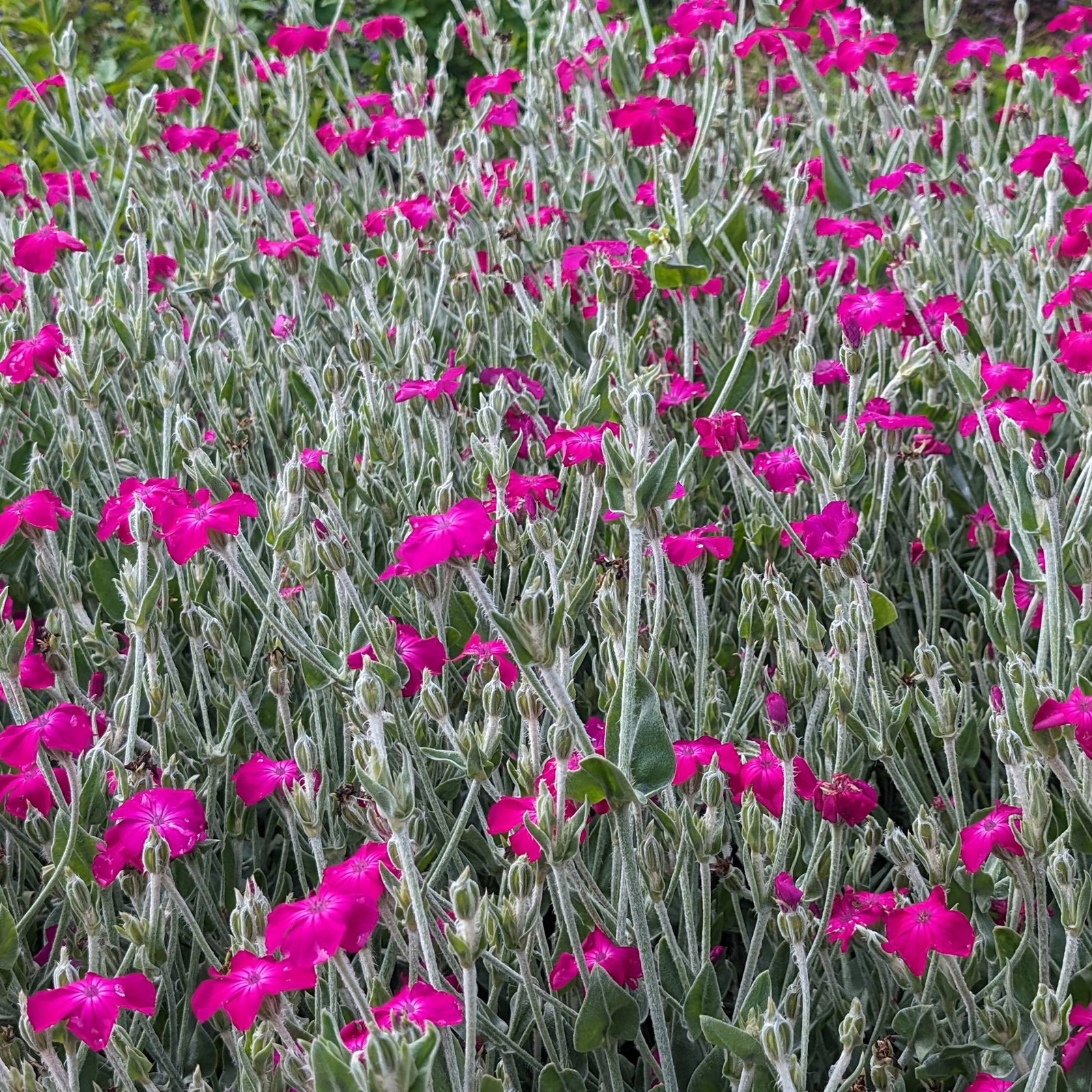 Lychnis Coronaria 3 Scaled