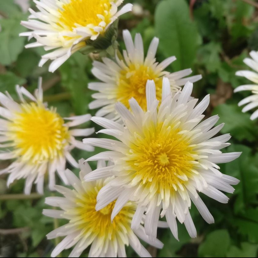 Taraxacum Pseudo