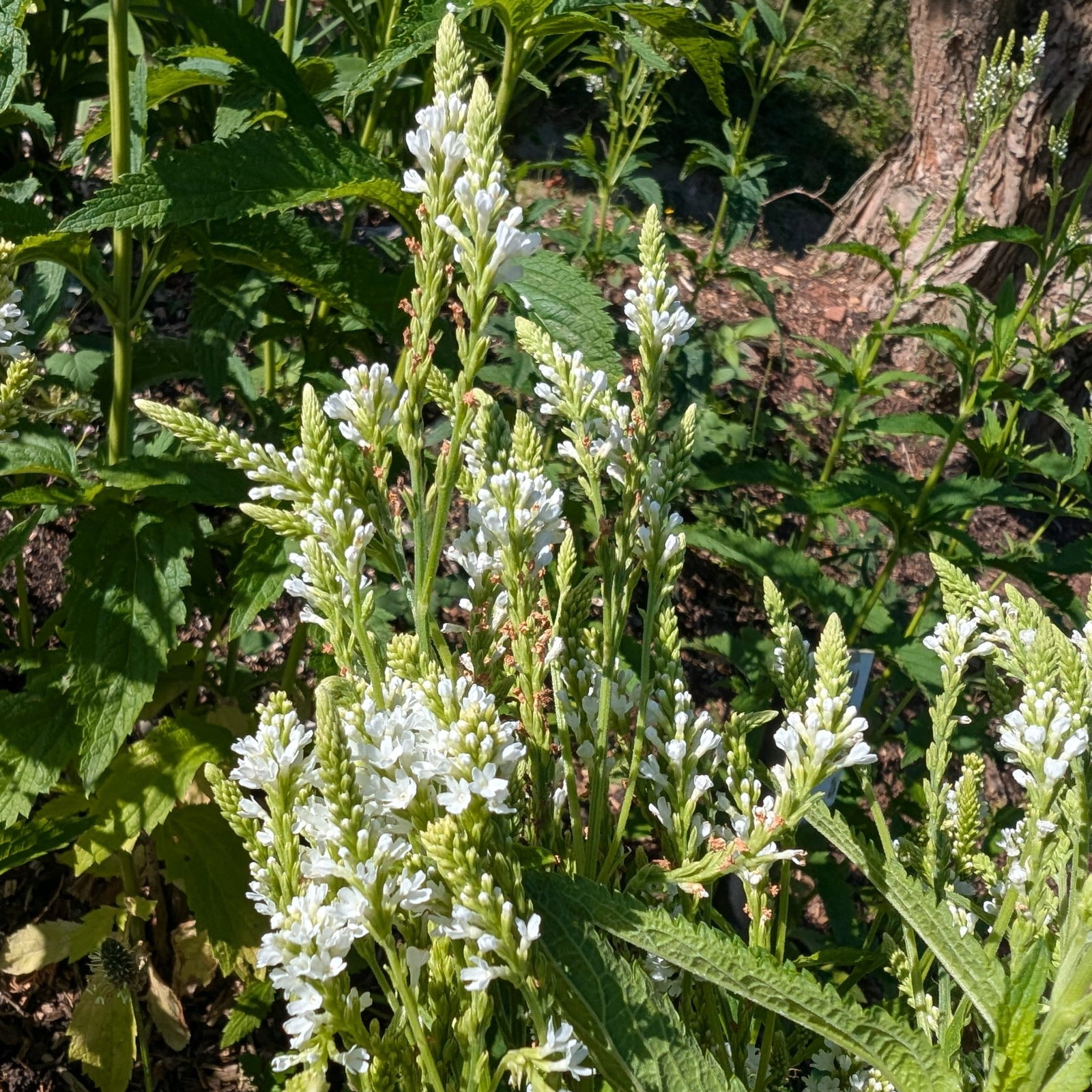 Verbena Hastata White Spires 2 Scaled