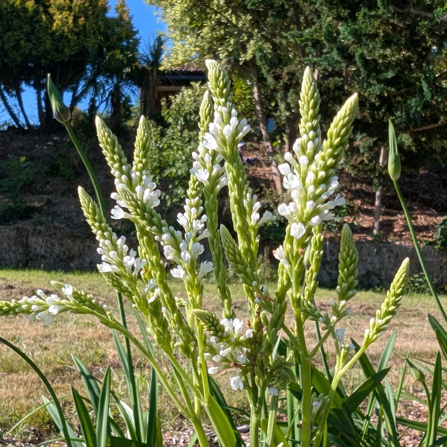 Verbena Hastata White Spires 1 Scaled