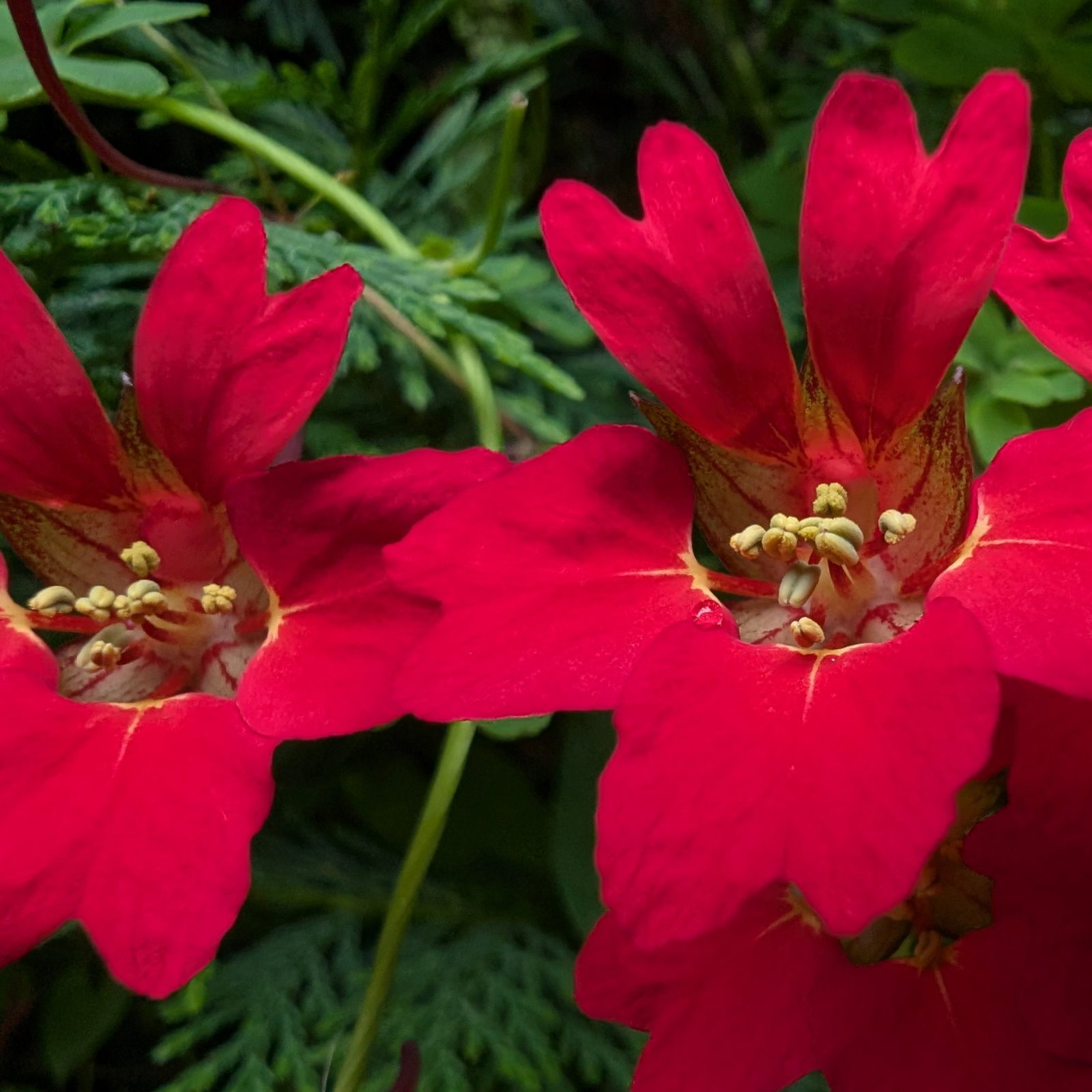Tropaeolum Speciosum 6 Scaled
