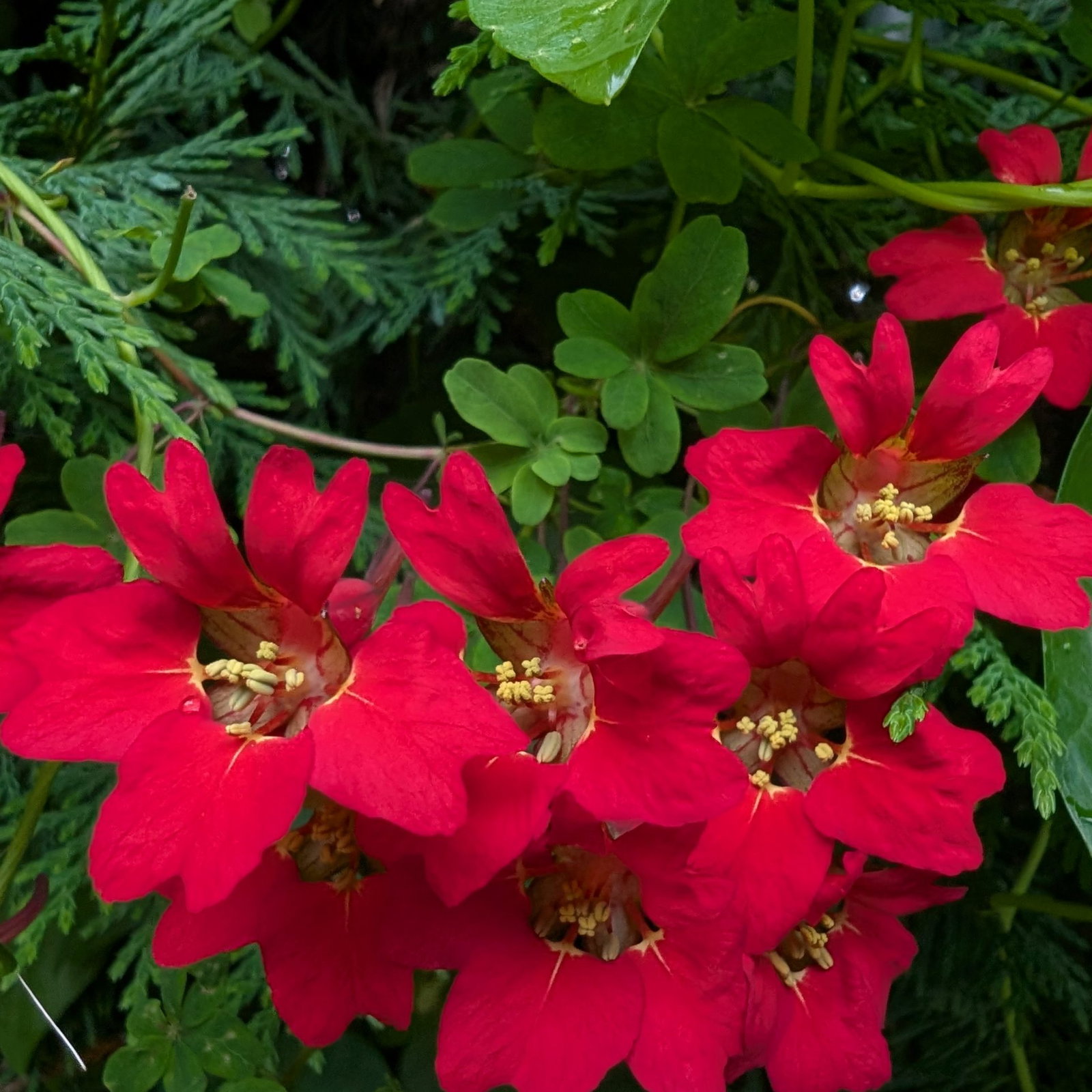 Tropaeolum Speciosum 13 Scaled