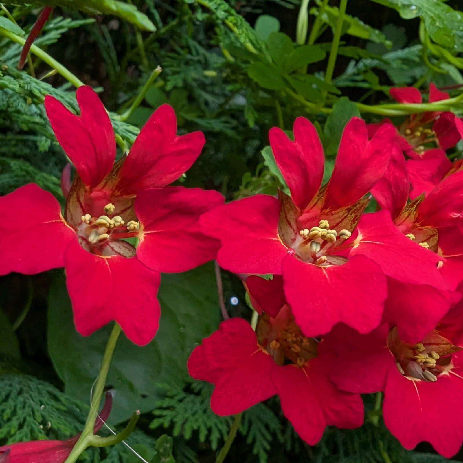 Tropaeolum Speciosum 12 Scaled