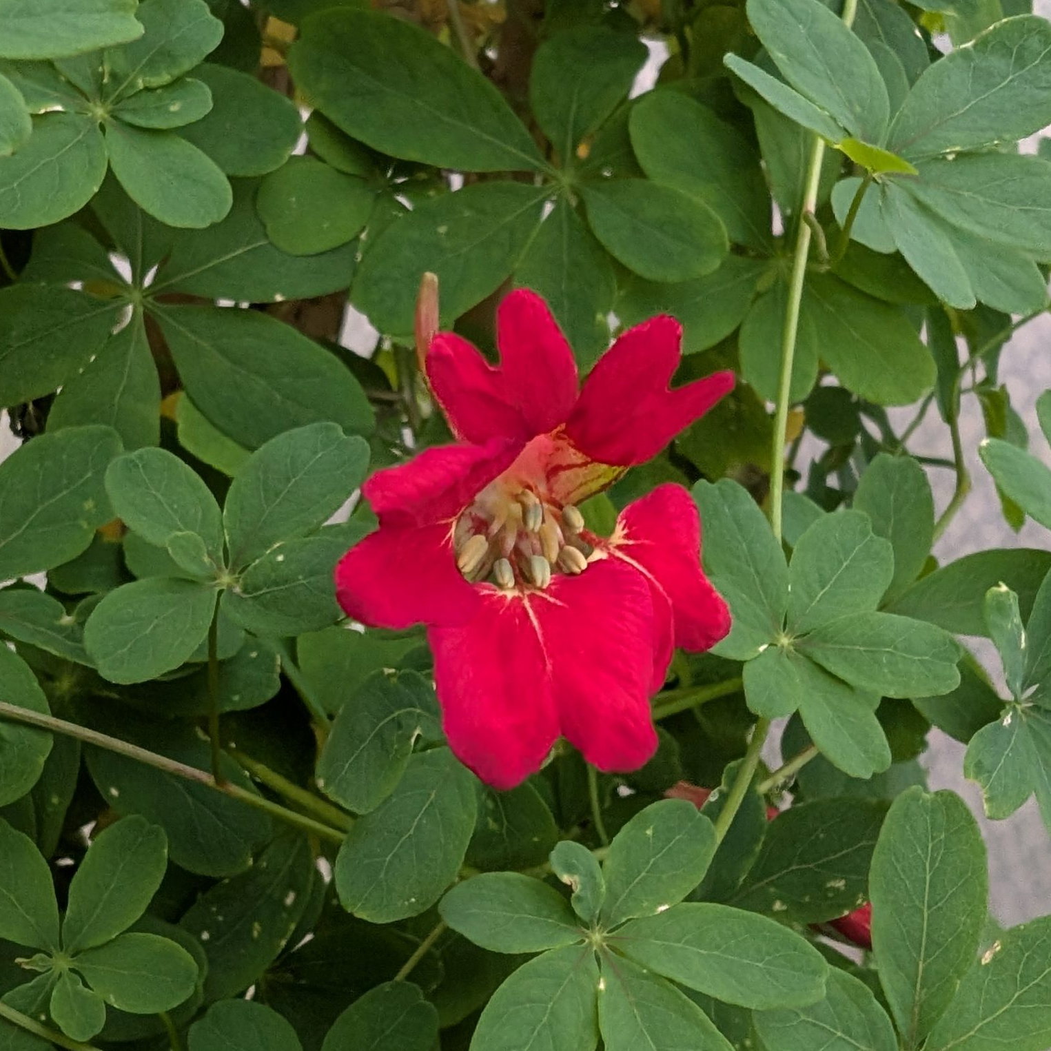 Tropaeolum Speciosum 2 Scaled