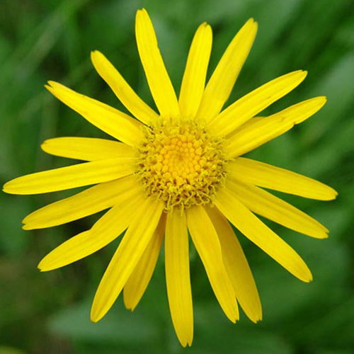 73 Arnica Montana