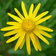 73 Arnica Montana