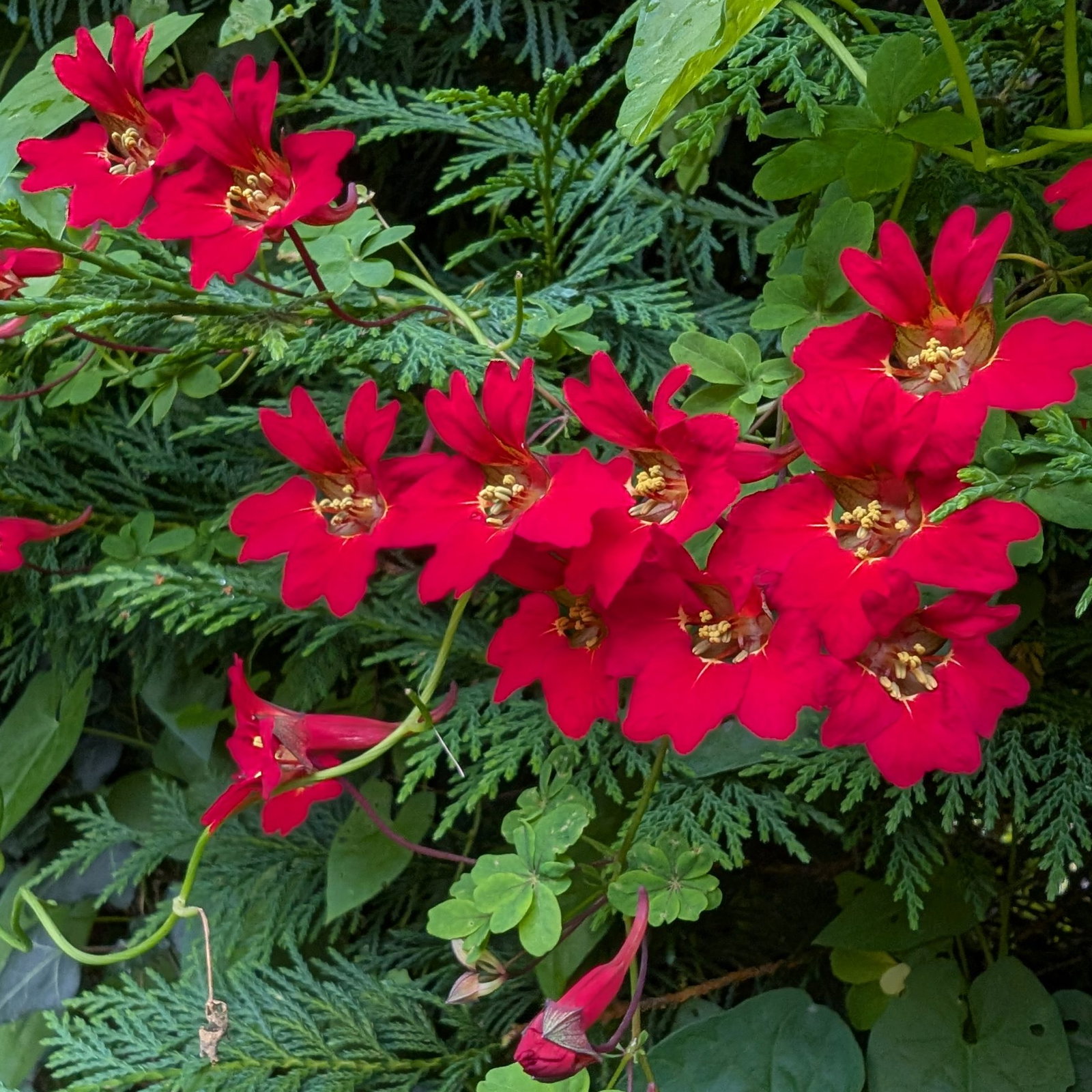 Tropaeolum Speciosum 8 Scaled