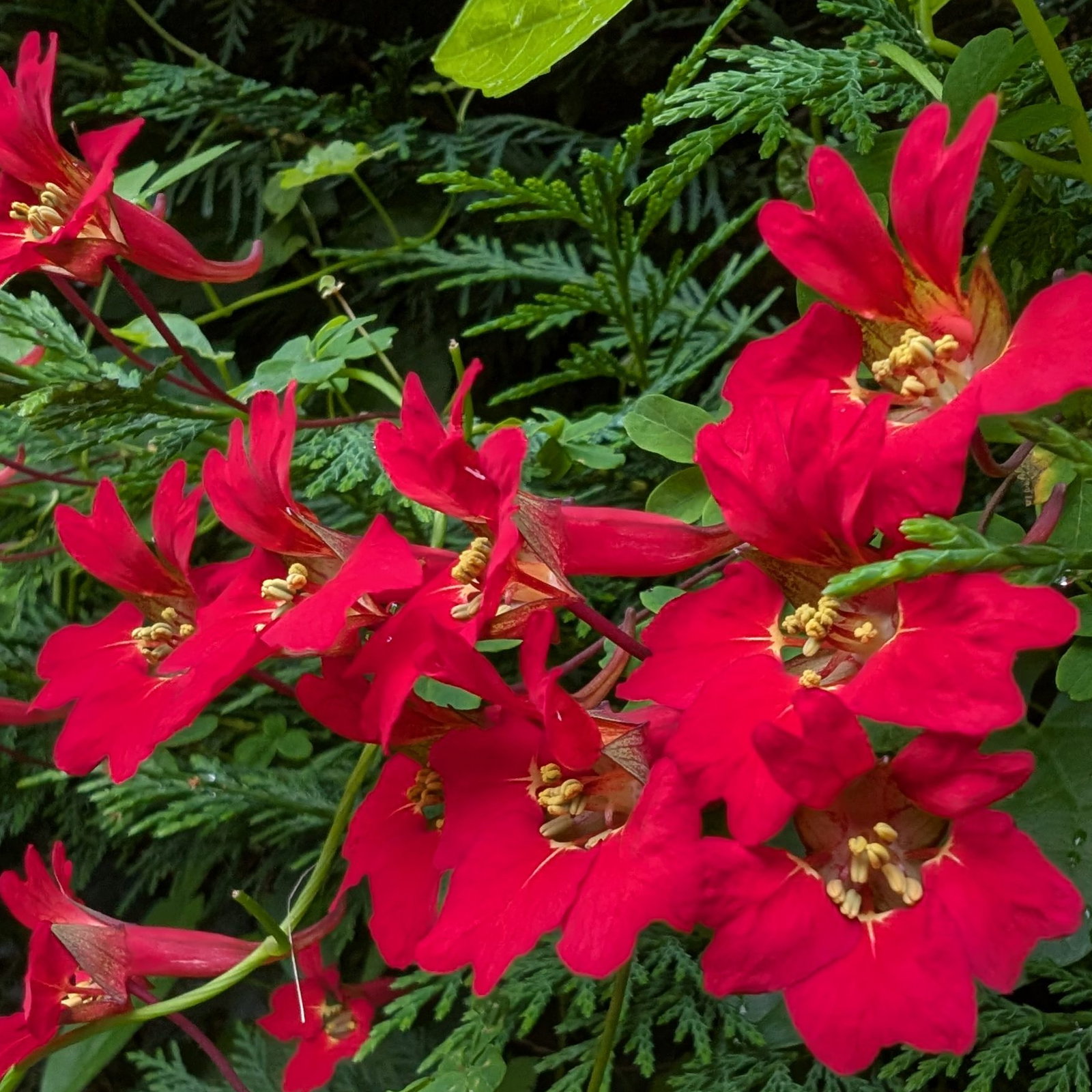 Tropaeolum Speciosum 4 Scaled