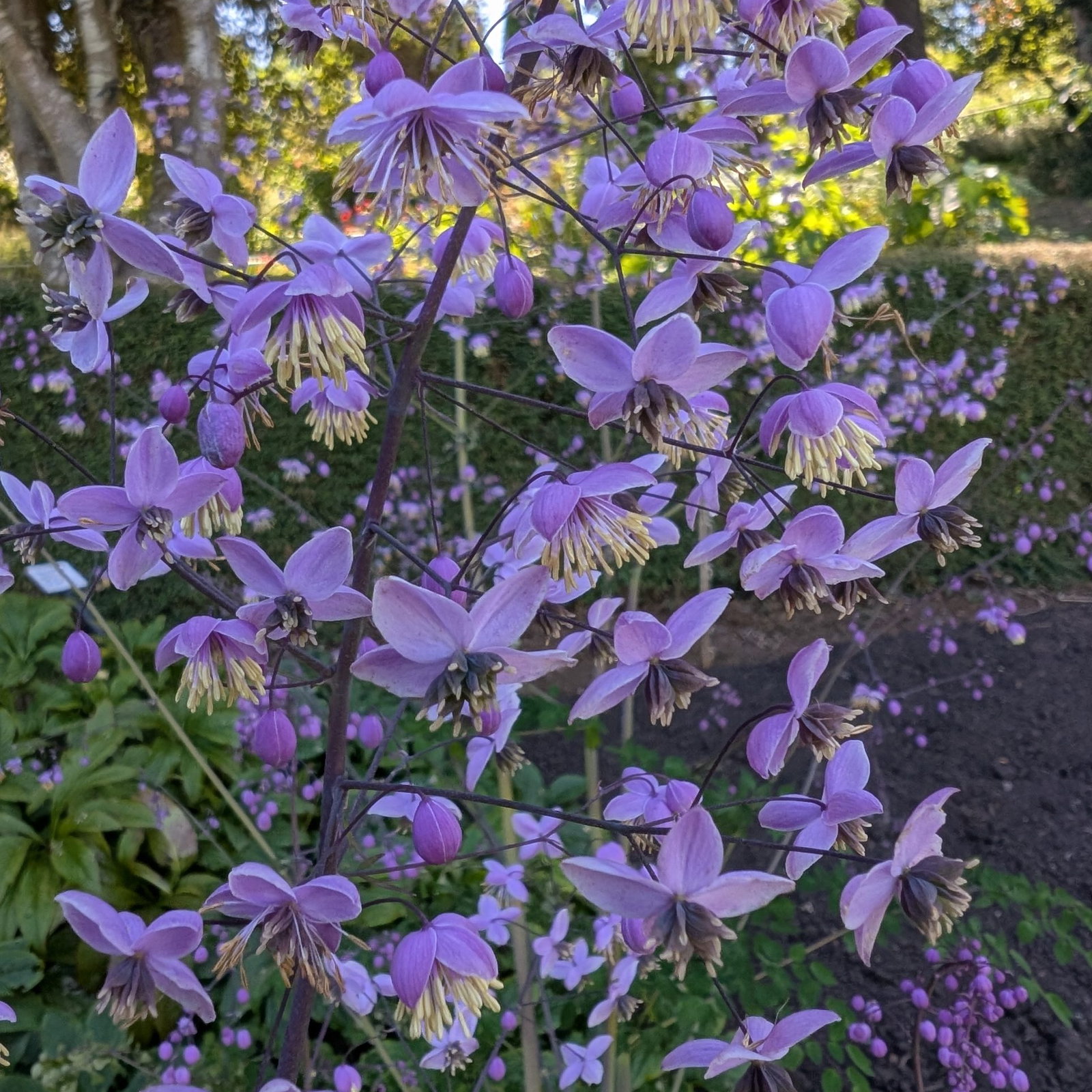 Thalictrum Pos Delavayi 3 Scaled
