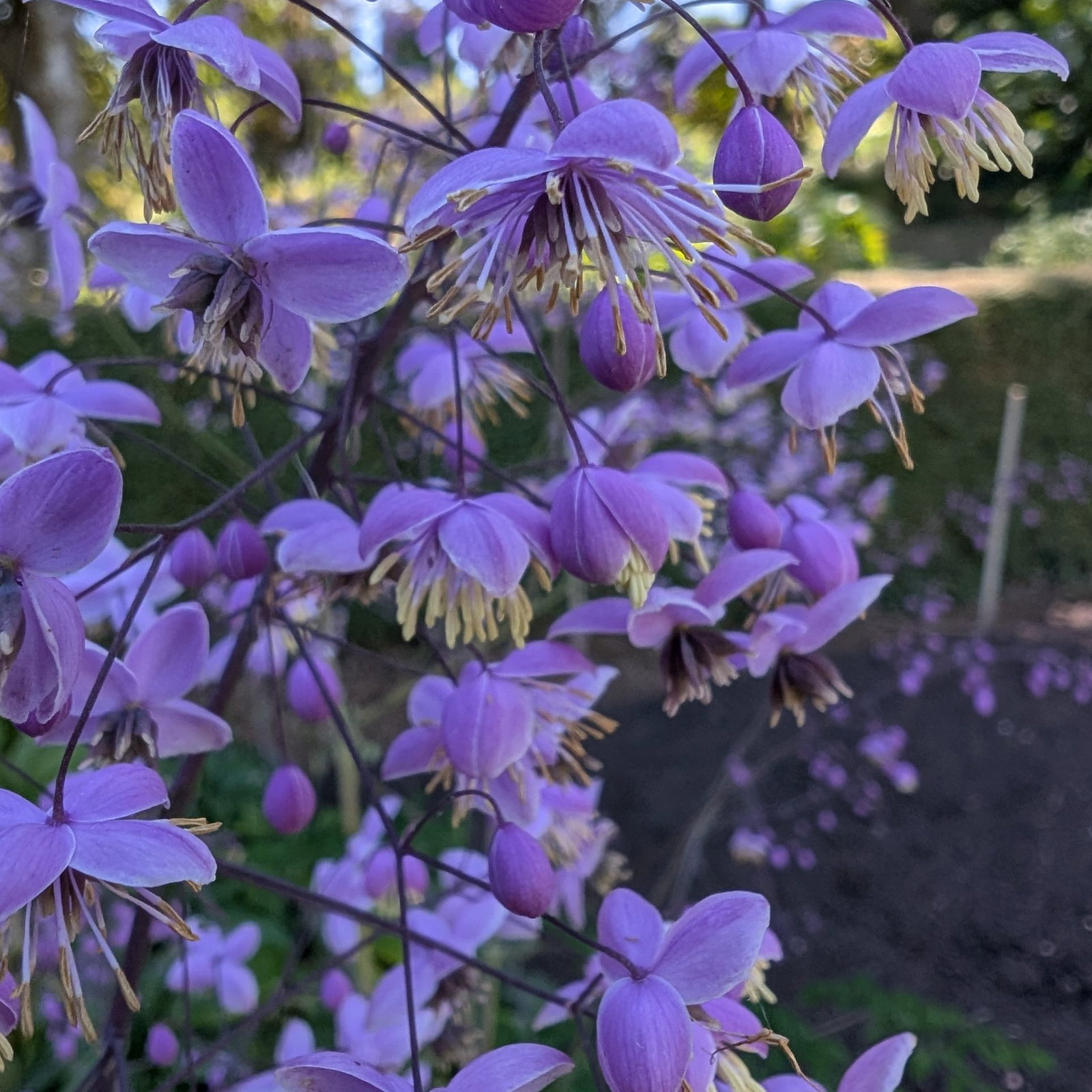 Thalictrum Pos Delavayi 1 Scaled