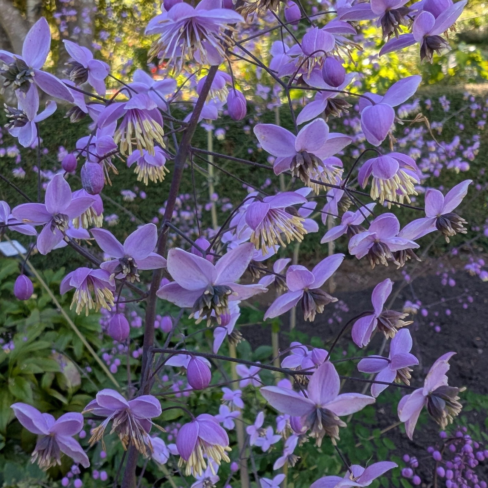 Thalictrum Pos Delavayi 3 Scaled