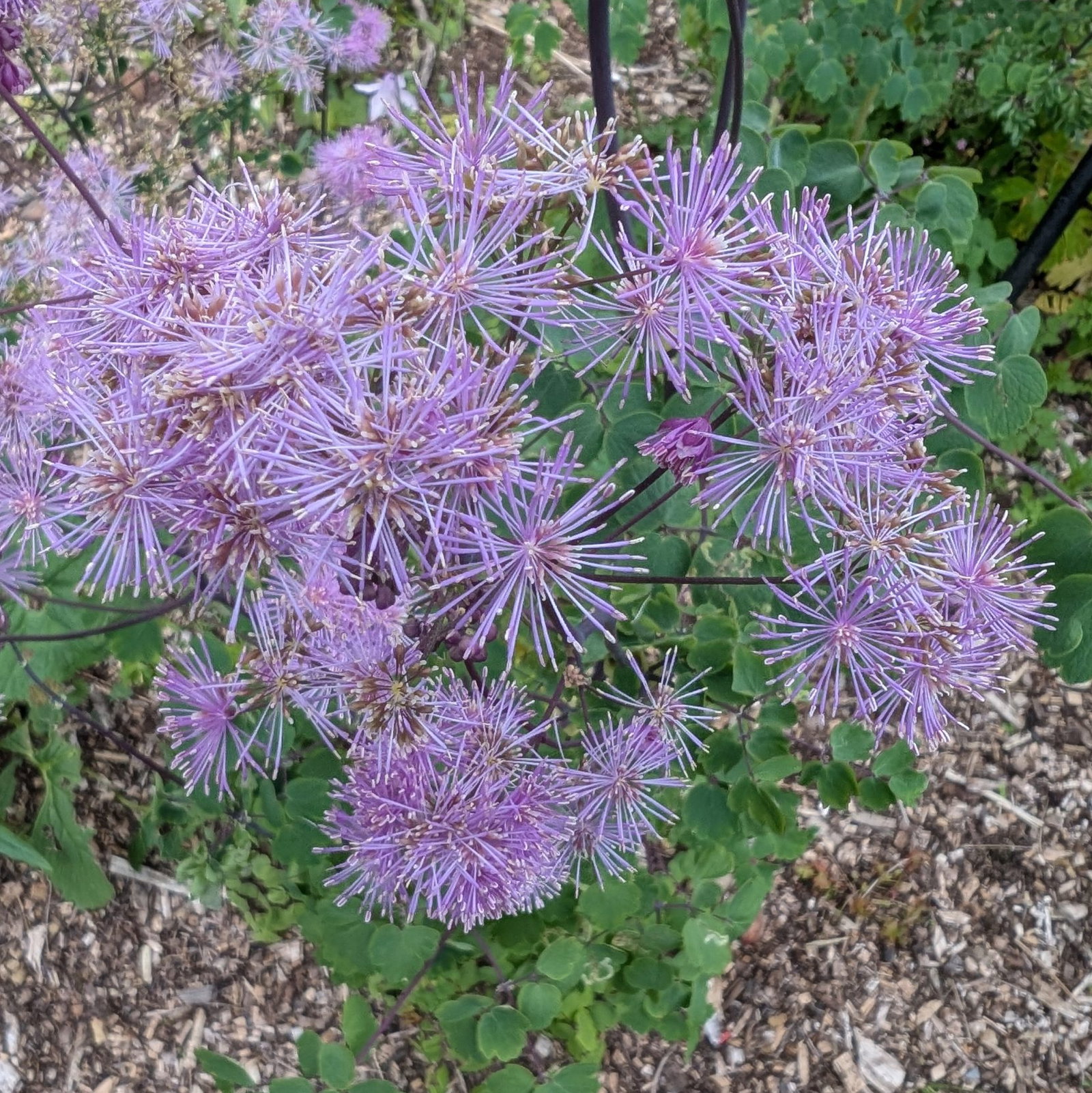 Thalictrum Aquilegifolium 5 Scaled