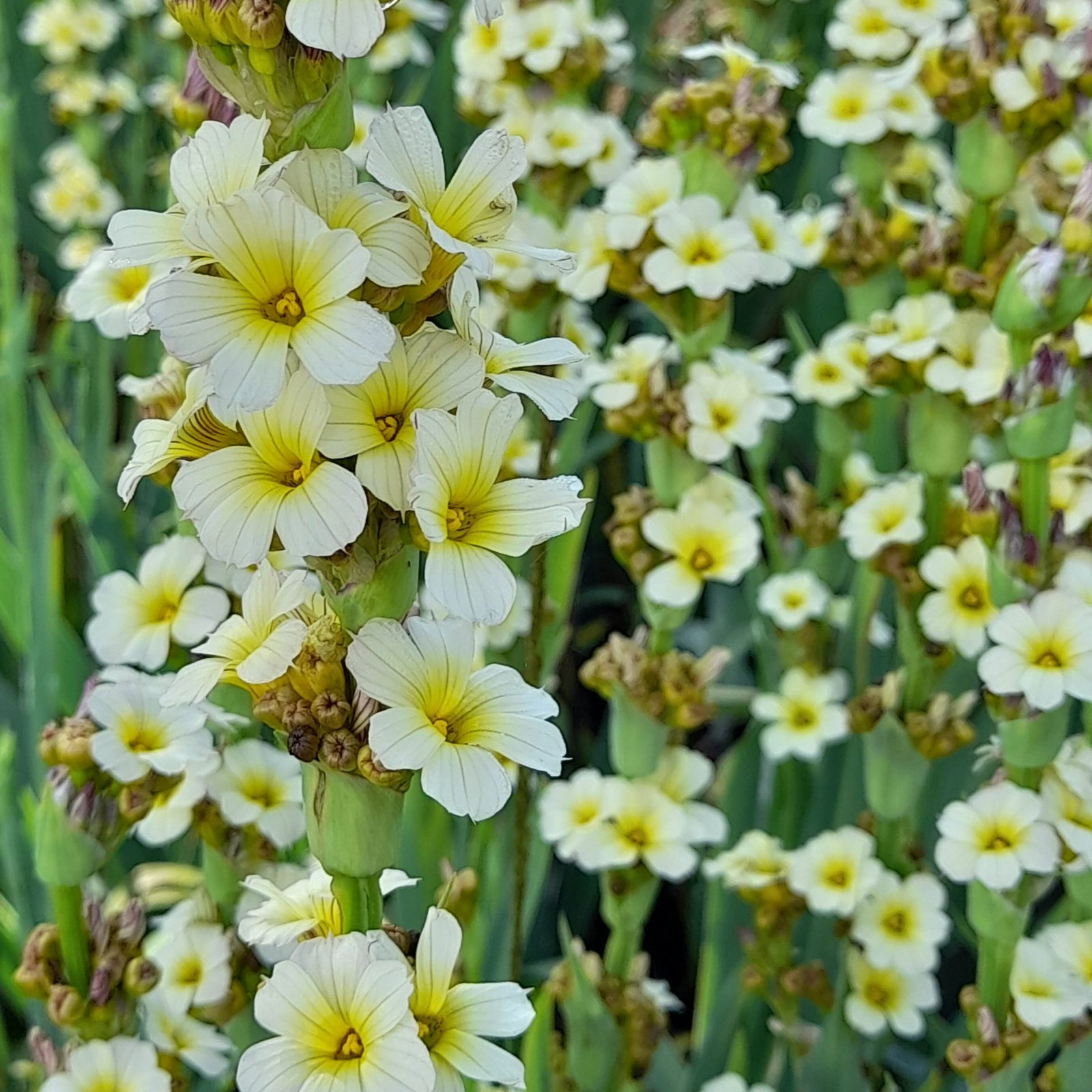 Sisyrinchium Striatum 1 Scaled