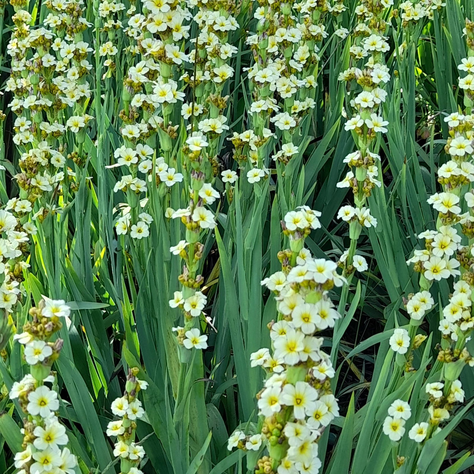 Sisyrinchium Striatum 3 Scaled