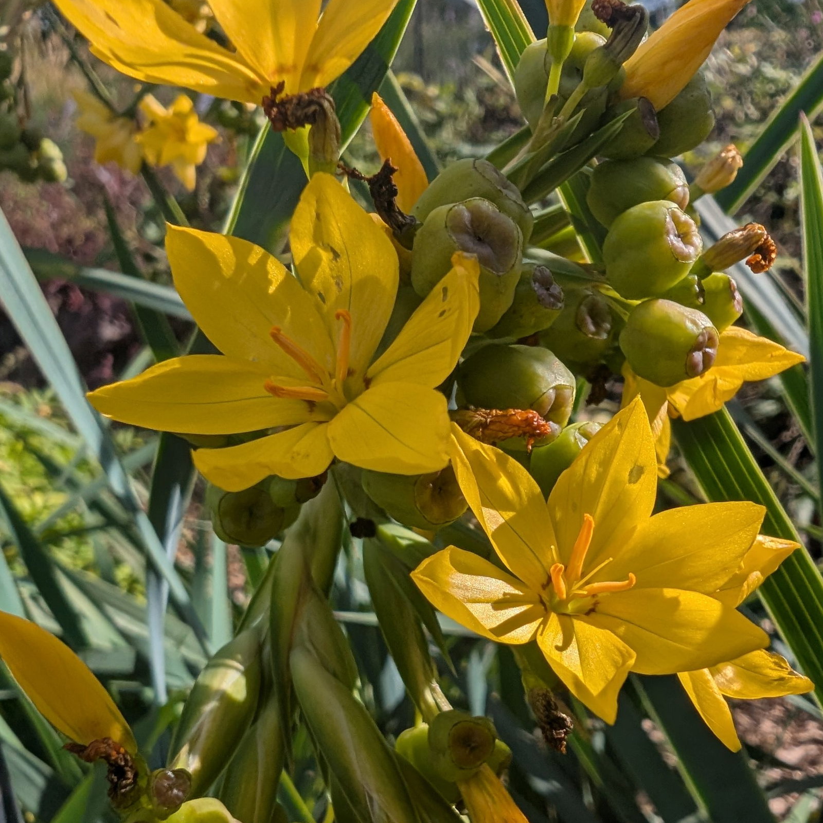 Sisyrinchium Palmifolium Canary 3 Scaled