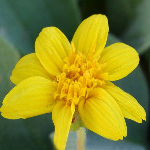 Arnica Nevadensis