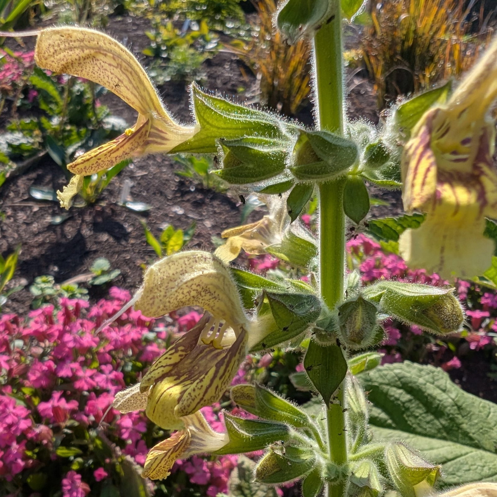 Salvia Glutinosa 1 Scaled