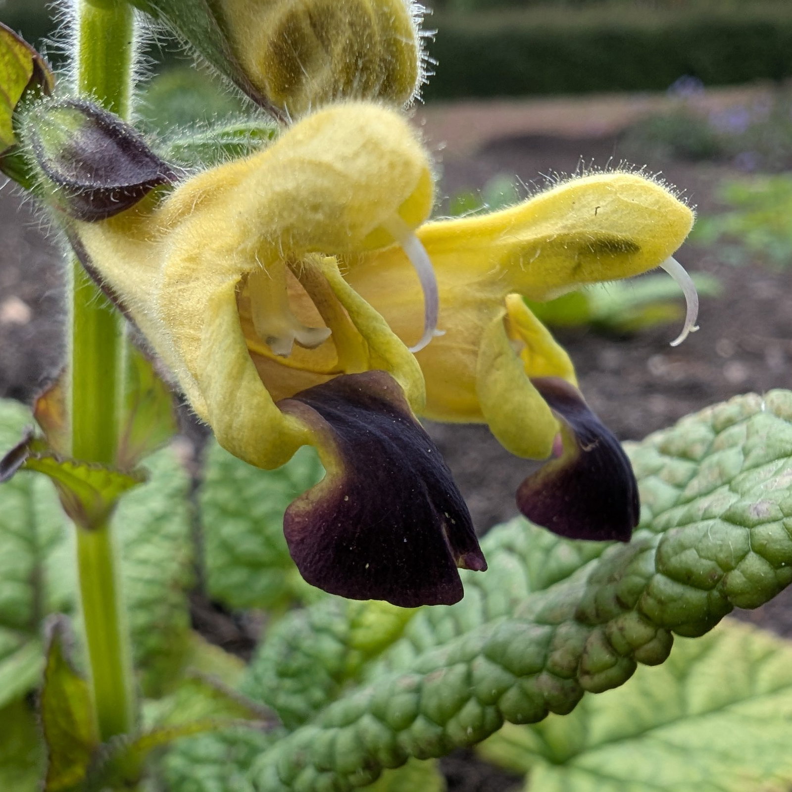 Salvia Bulleyana 1 Scaled